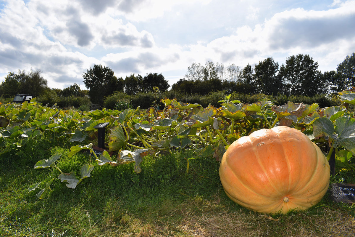 10 Dill's ATLANTIC GIANT PUMPKIN Up to 2000 lb Cucurbita Vegetable Seeds