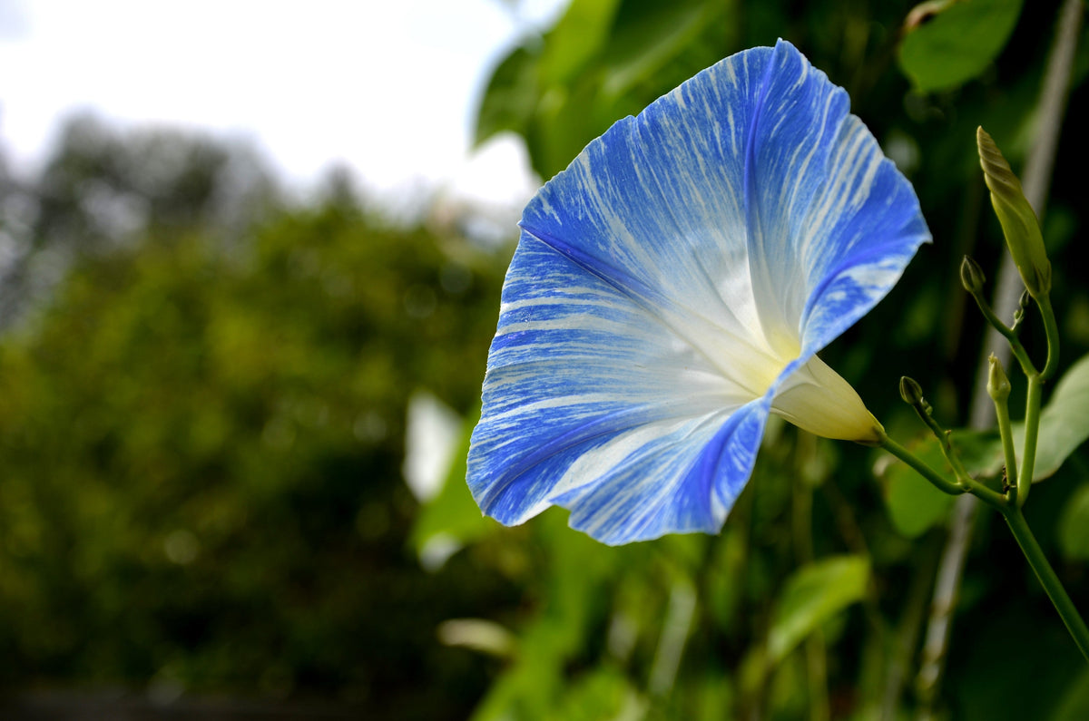 50 Blue & White FLYING Saucers MORNING GLORY Flower Vine Ipomoea Purpurea Seeds
