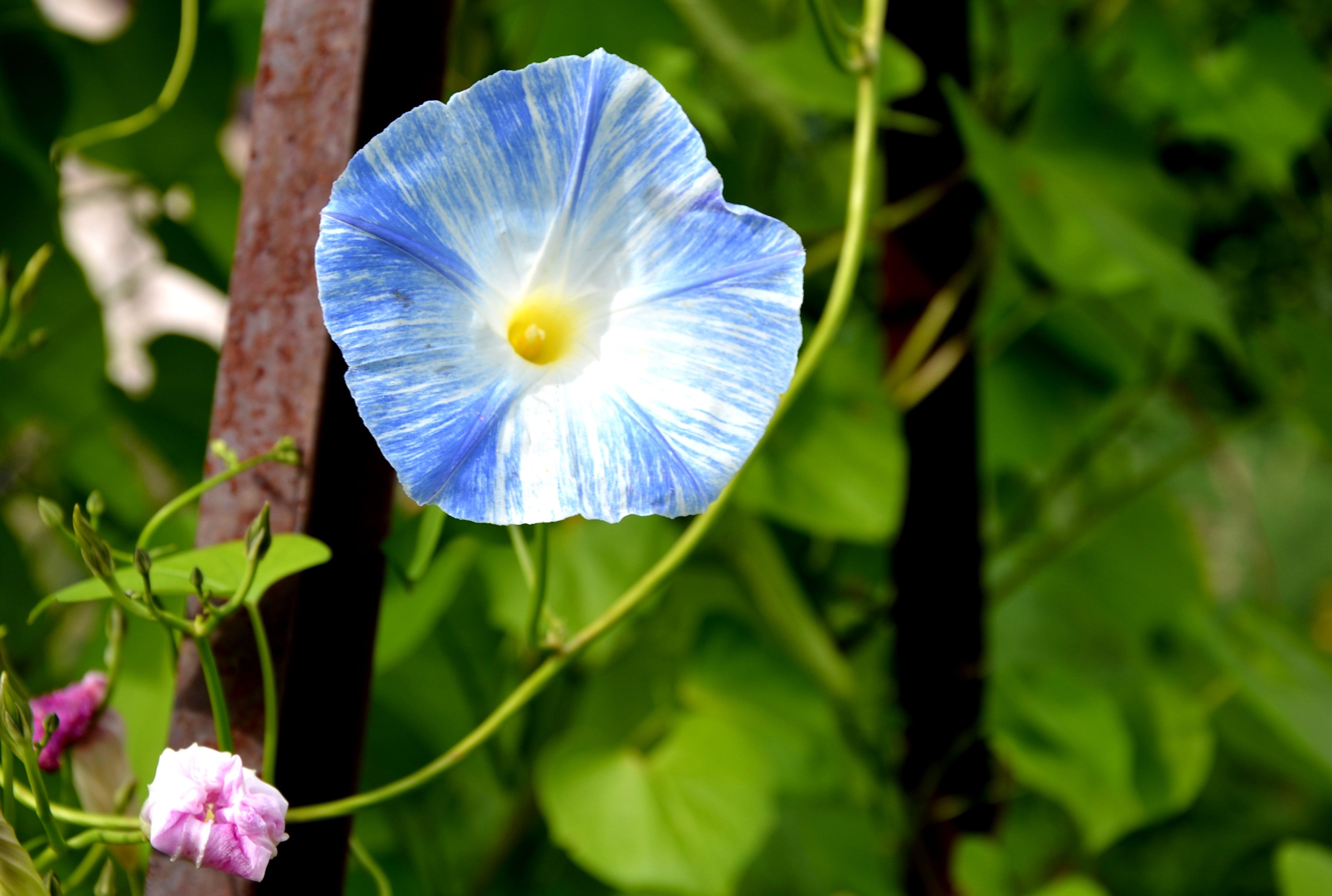 50 Blue & White FLYING Saucers MORNING GLORY Flower Vine Ipomoea Purpurea Seeds