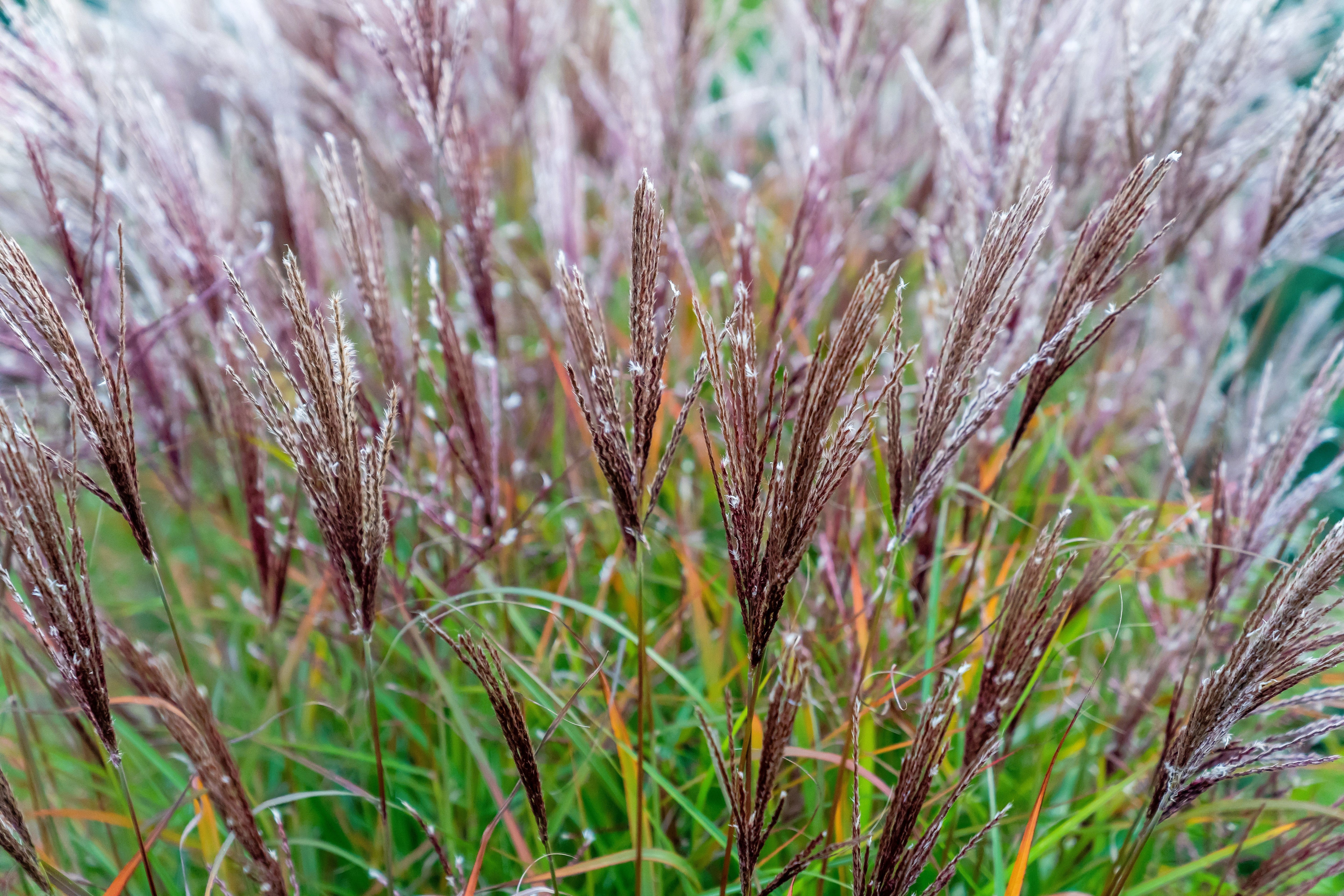 10 RED MAIDEN GRASS Miscanthus Sinensis Plumes Ornamental Flower Seeds