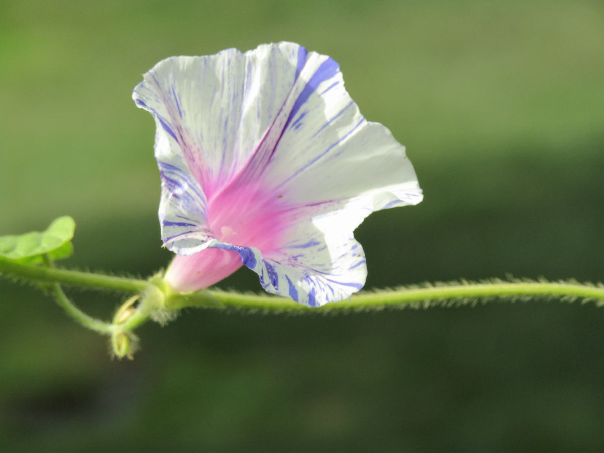 40 CARNEVALE di VENEZIA MORNING GLORY Pink & Purple with White Stripes Ipomoea Purpurea Flower Vine Seeds