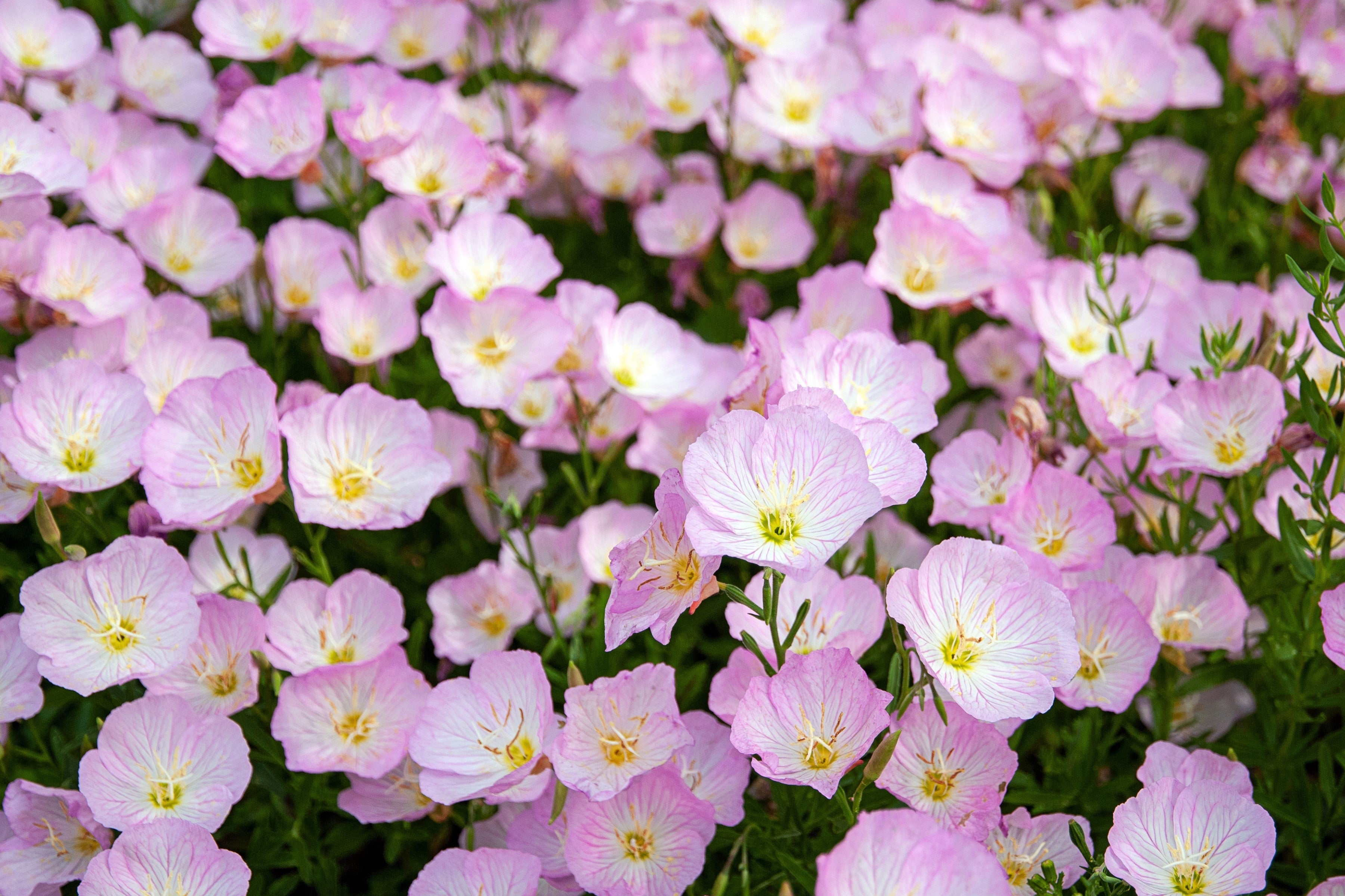 1000 Showy PINK EVENING PRIMROSE (Pink Ladies / Mexican Evening) Oenothera Speciosa Flower Seeds