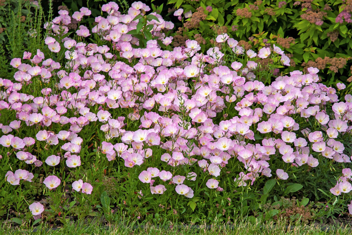 1000 Showy PINK EVENING PRIMROSE (Pink Ladies / Mexican Evening) Oenothera Speciosa Flower Seeds