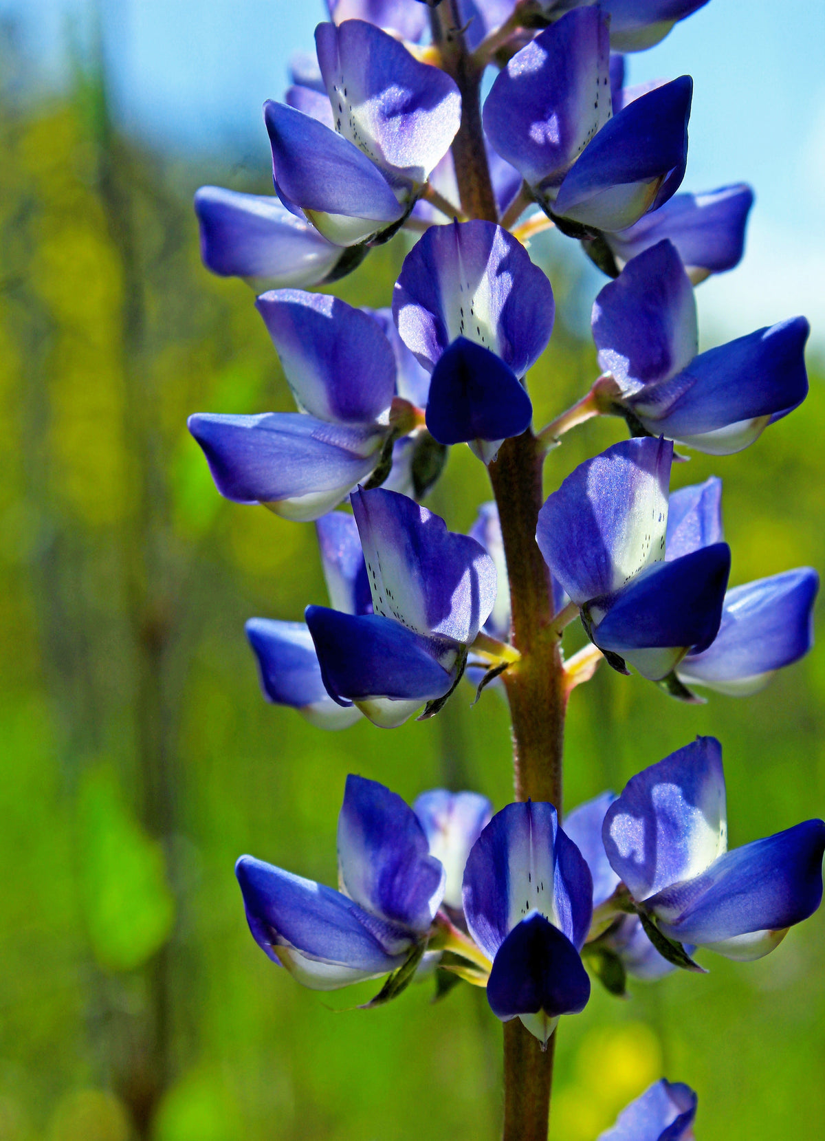 100 ARROYO LUPINE (Hollowleaf Lupine / Succulent Lupine) Lupinus Succulentus Flower Seeds