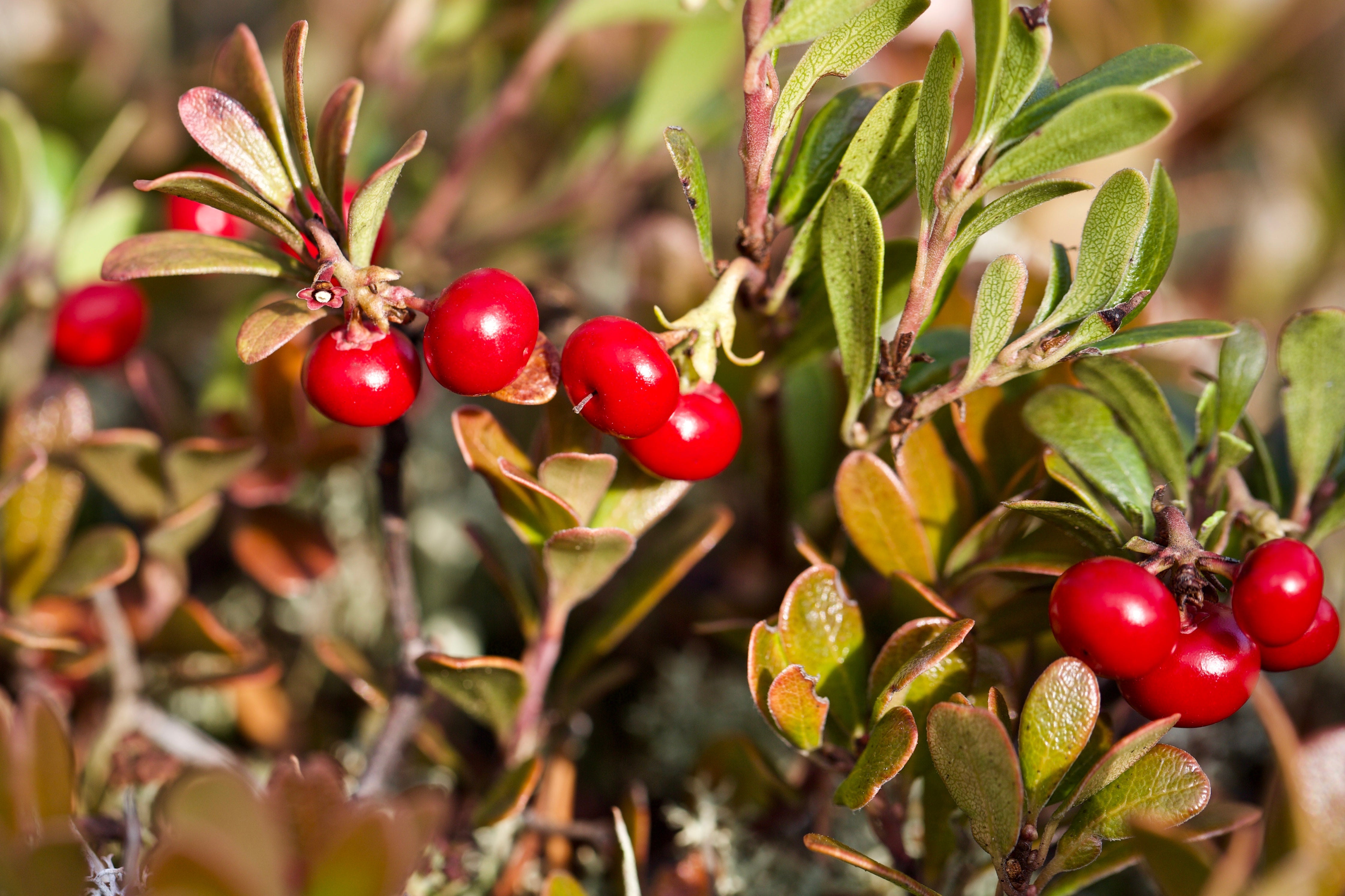 20 BEARBERRY Arctostaphylos Uva-Ursi Kinnikinnick Pinemat Manzanita Flower Seeds