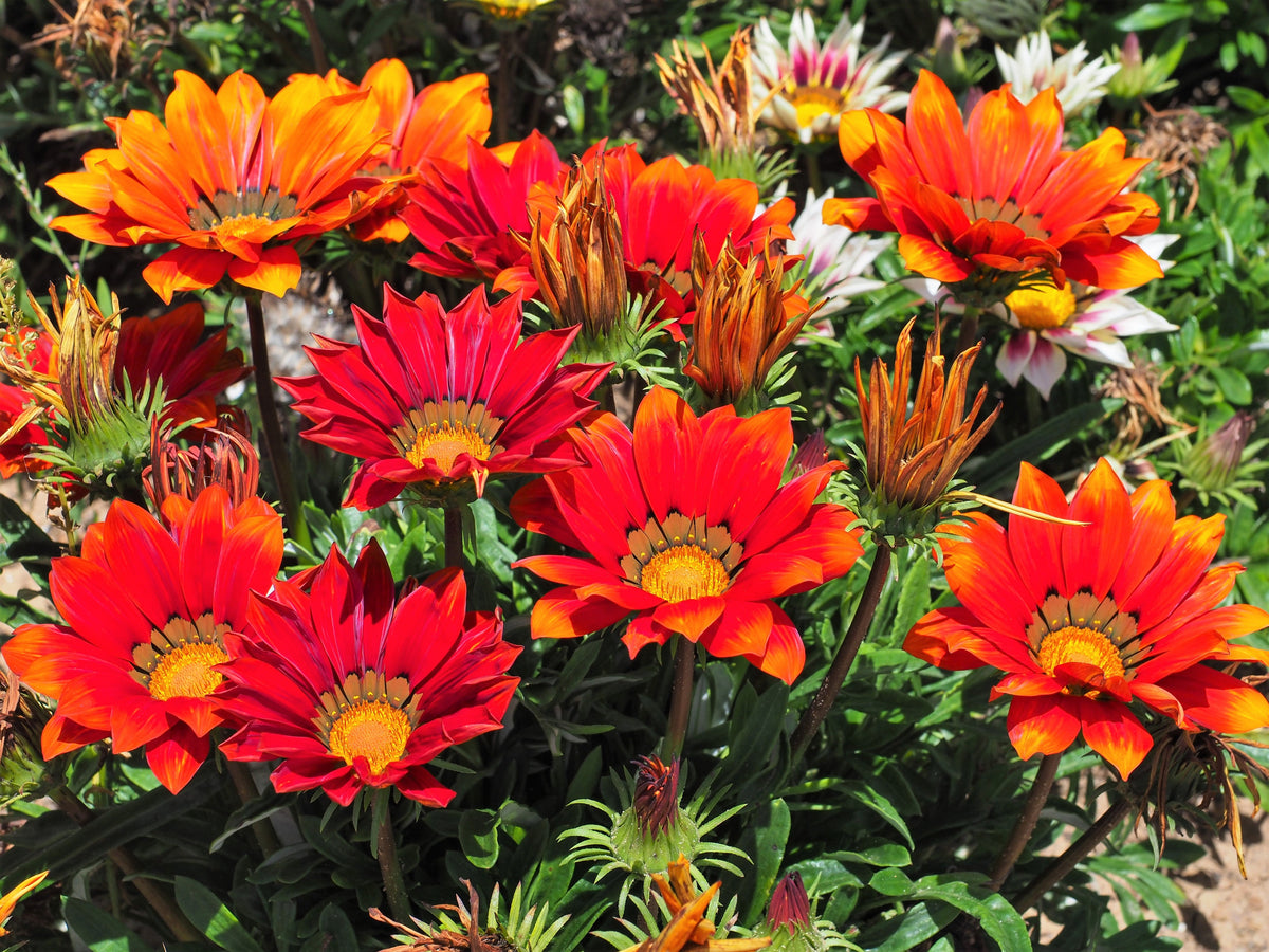 30 Mixed Colors GAZANIA Rigens Treasure Flower Seeds