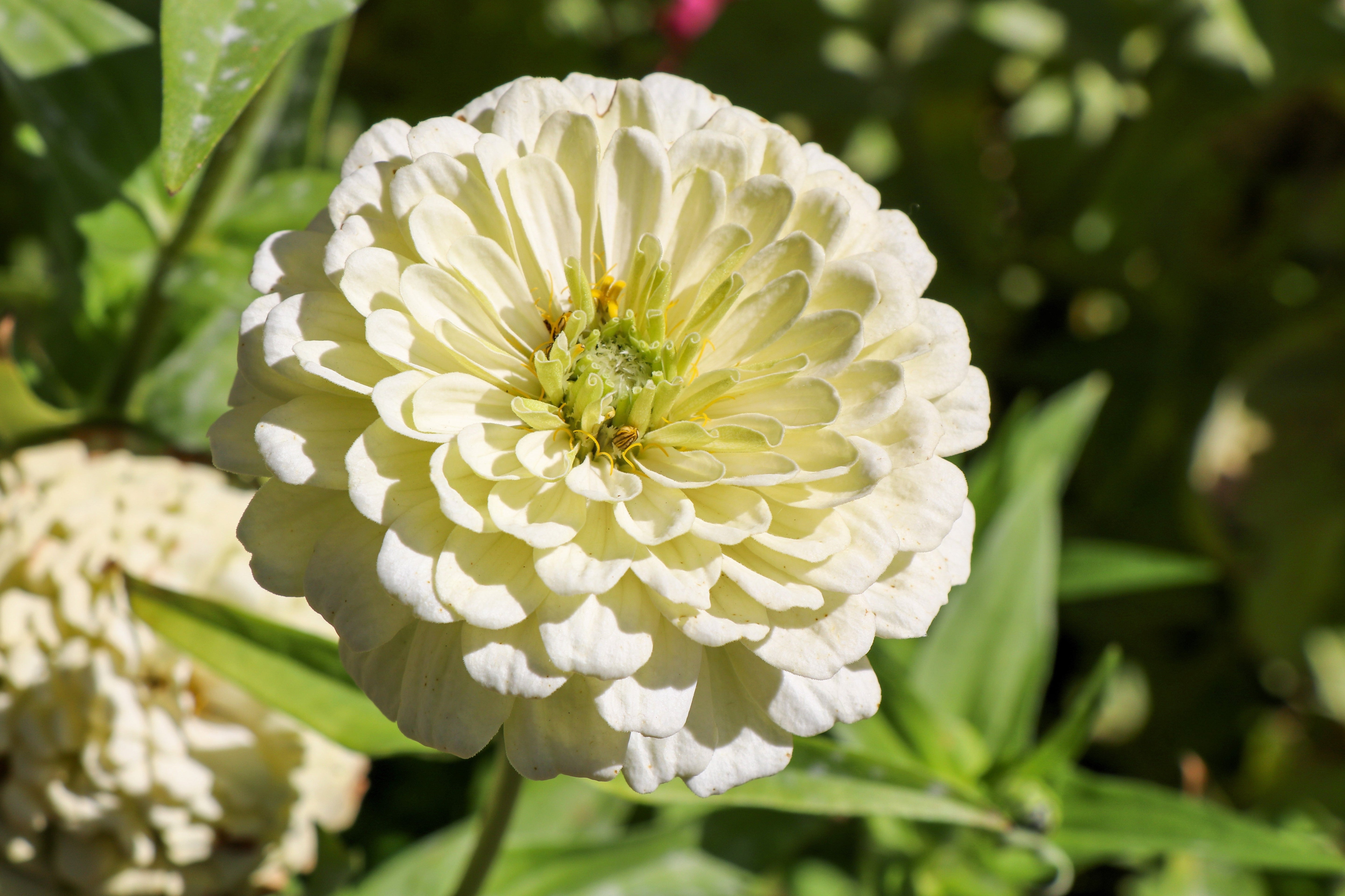 250 White POLAR BEAR ZINNIA Elegans Flower Seeds