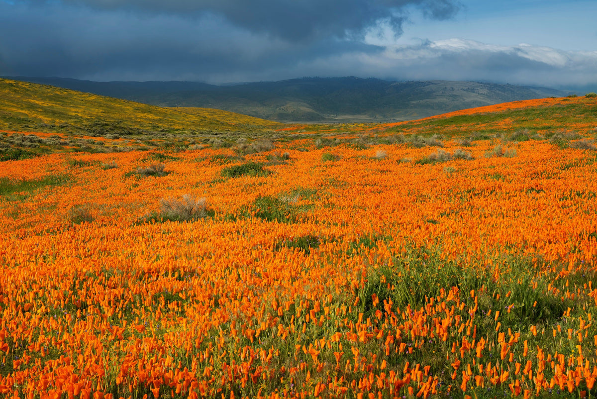 1000 ORANGE CALIFORNIA POPPY Eschscholzia Californica Flower Seeds