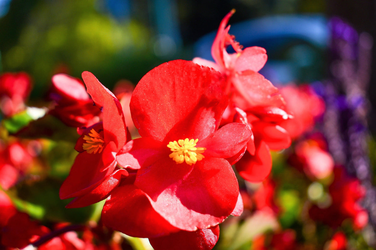 25 WAX MIXED BEGONIA Semperflorens Fibrous Mixed Colors Red Pink White Two Tone Shade Flower Seeds