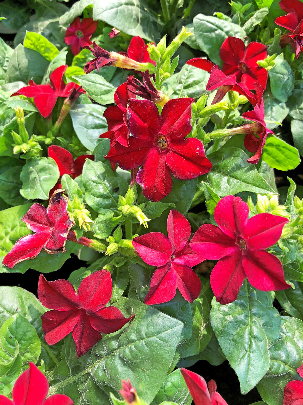 100 Red CRIMSON KING NICOTIANA (Ornamental Flowering Tobacco) Nicotiana Affinis Flower Seeds