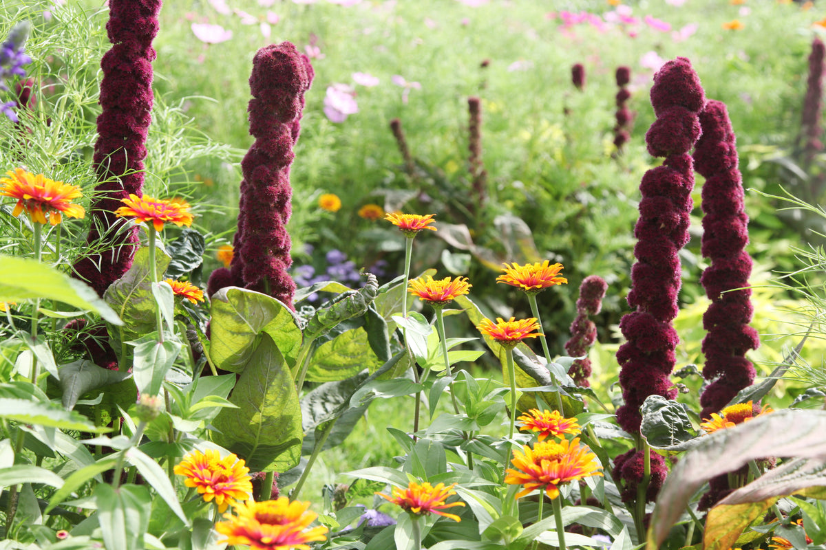 100 Organic ELEPHANT HEAD AMARANTHUS Amaranthus Gangeticus Burgundy Red Flower Seeds