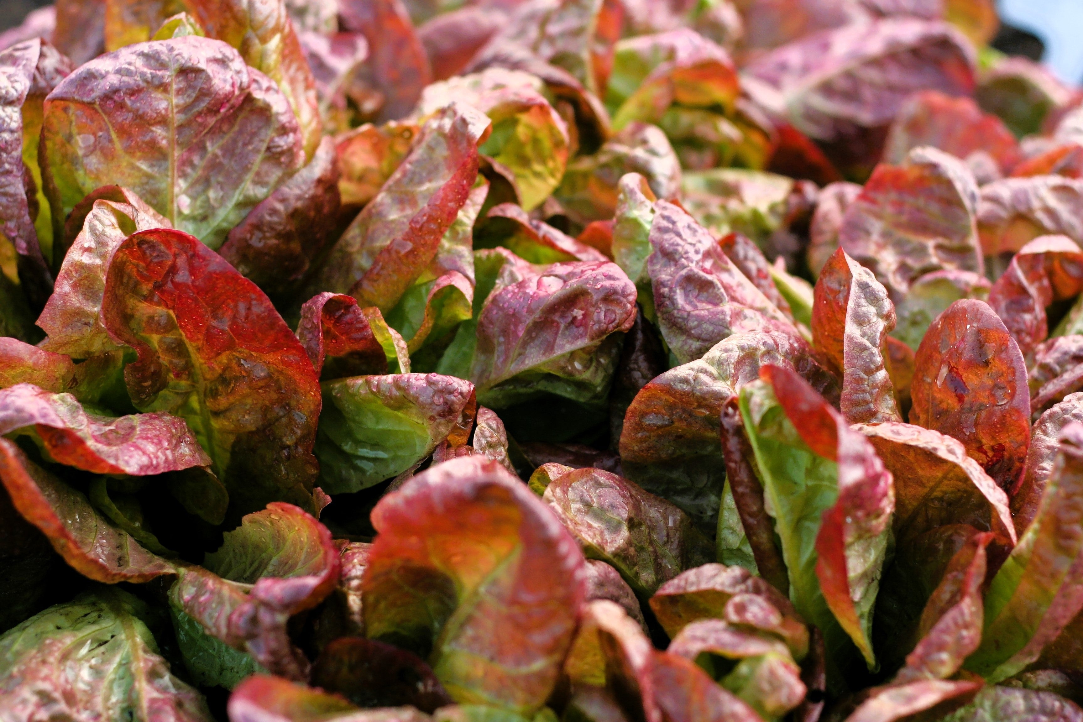 3000 RED ROMAINE LETTUCE Lactuca Sativa Vegetable Seeds