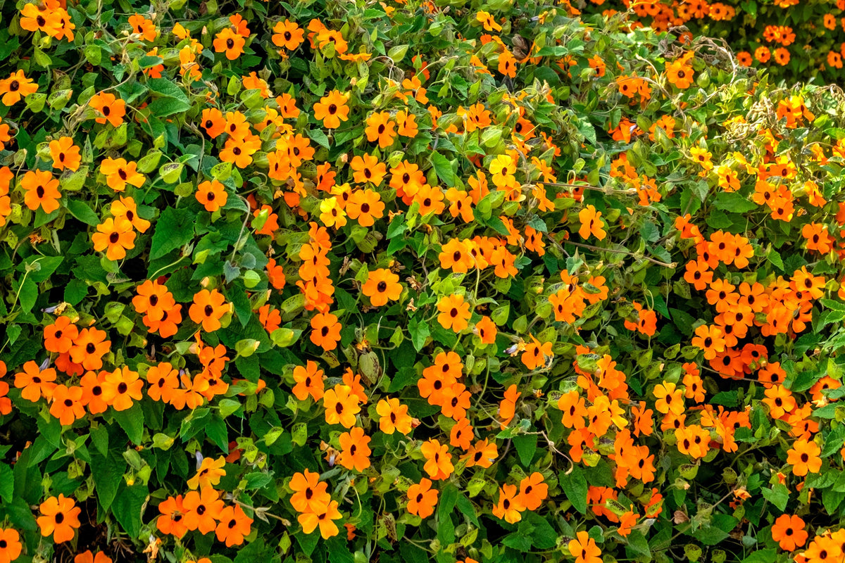 30 BLACK Eyed SUSAN VINE Thunbergia Alata Orange Yellow Black Flower Seeds