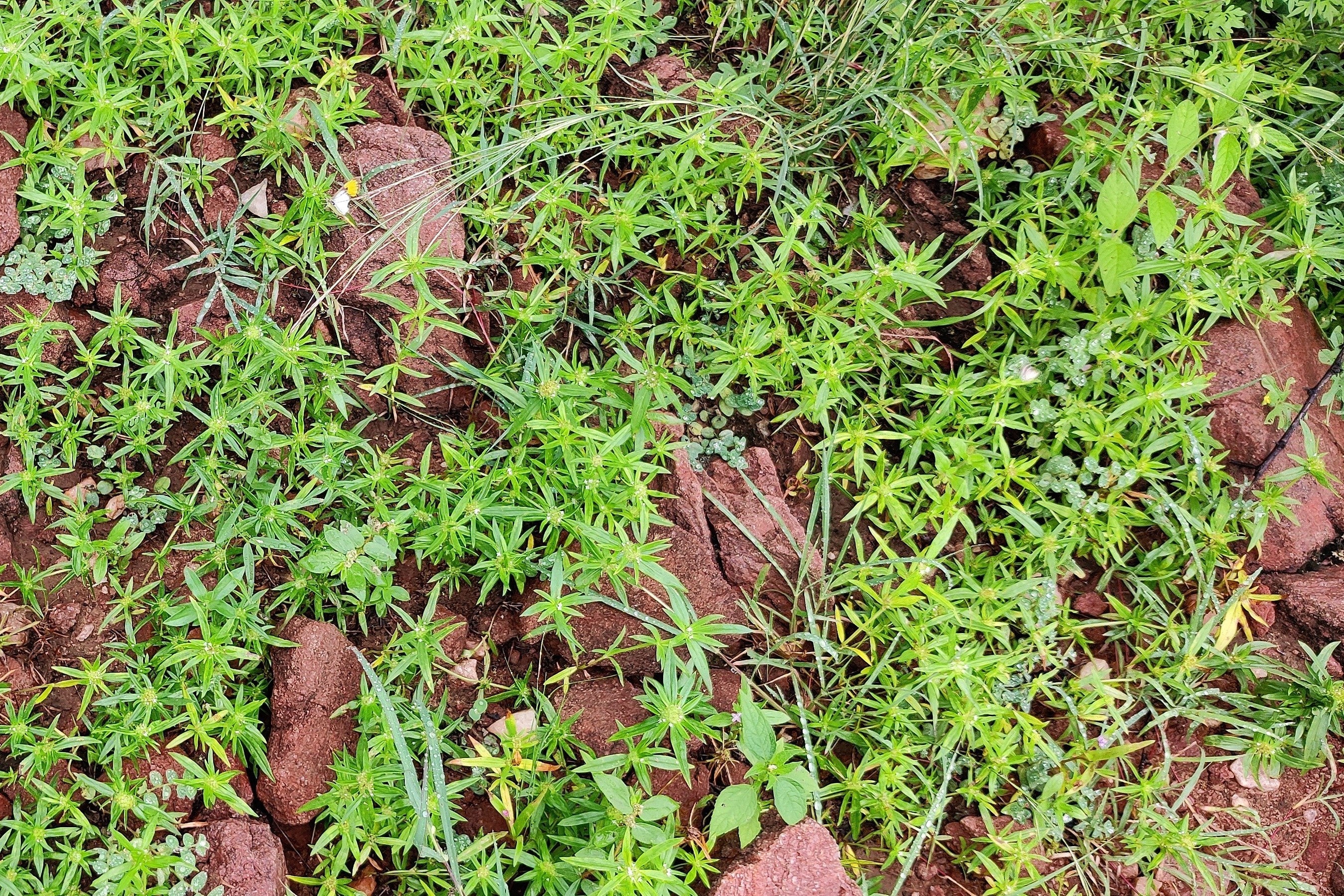 75 SALTWORT Okahijiki Japanese Greens Salsola Komarovii Leaf Vegetable Seeds