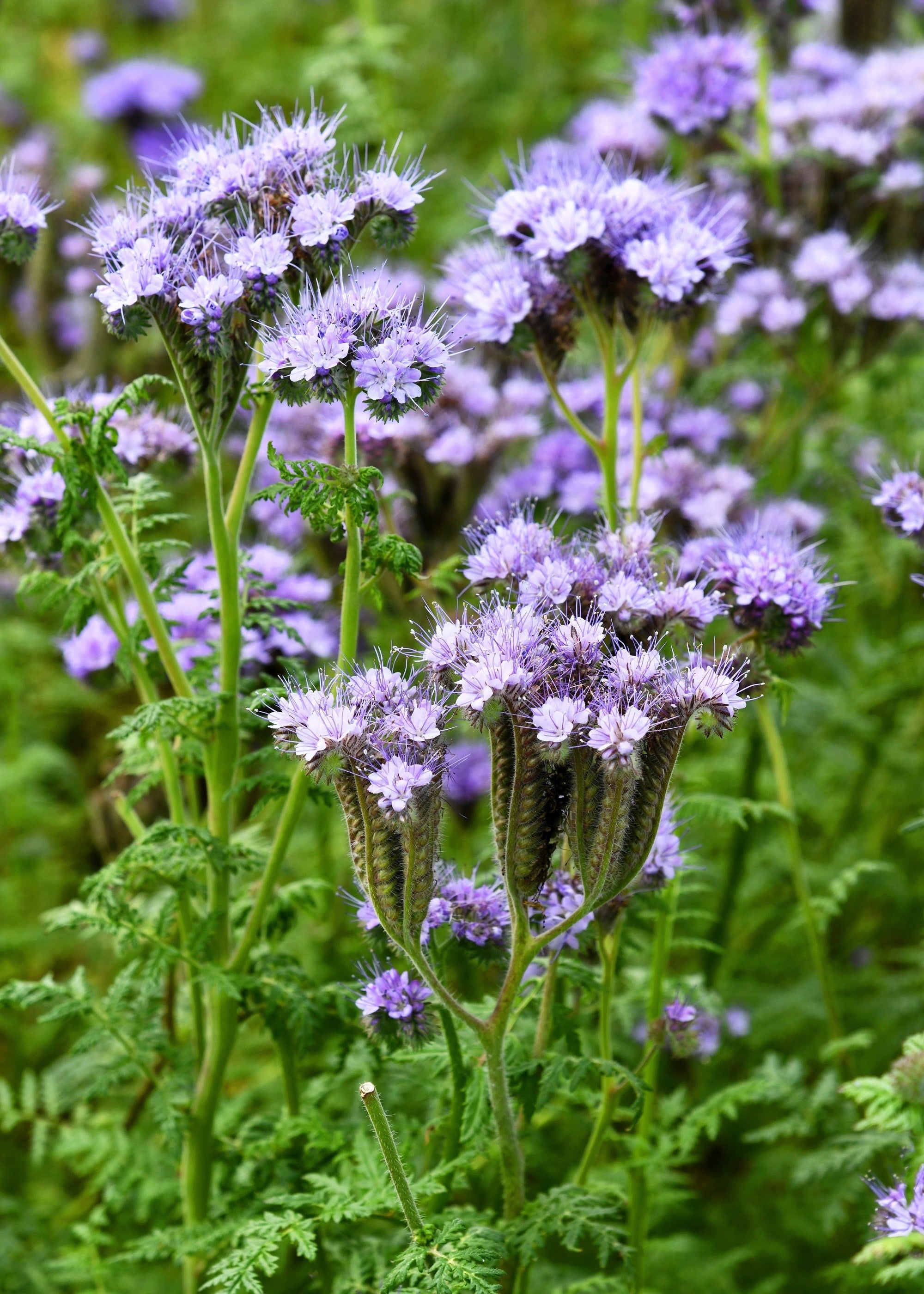 300 PURPLE TANSY Lacy Fiddleneck Phacelia Tanacetifolia Flower Seeds