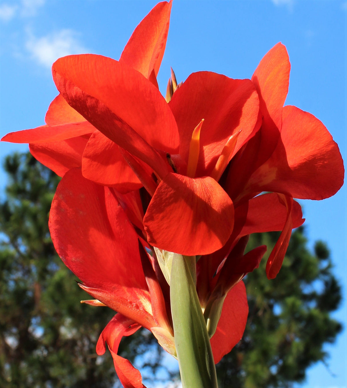 5 RED CANNA LILY Indian Shot Canna Indica Flower Seeds