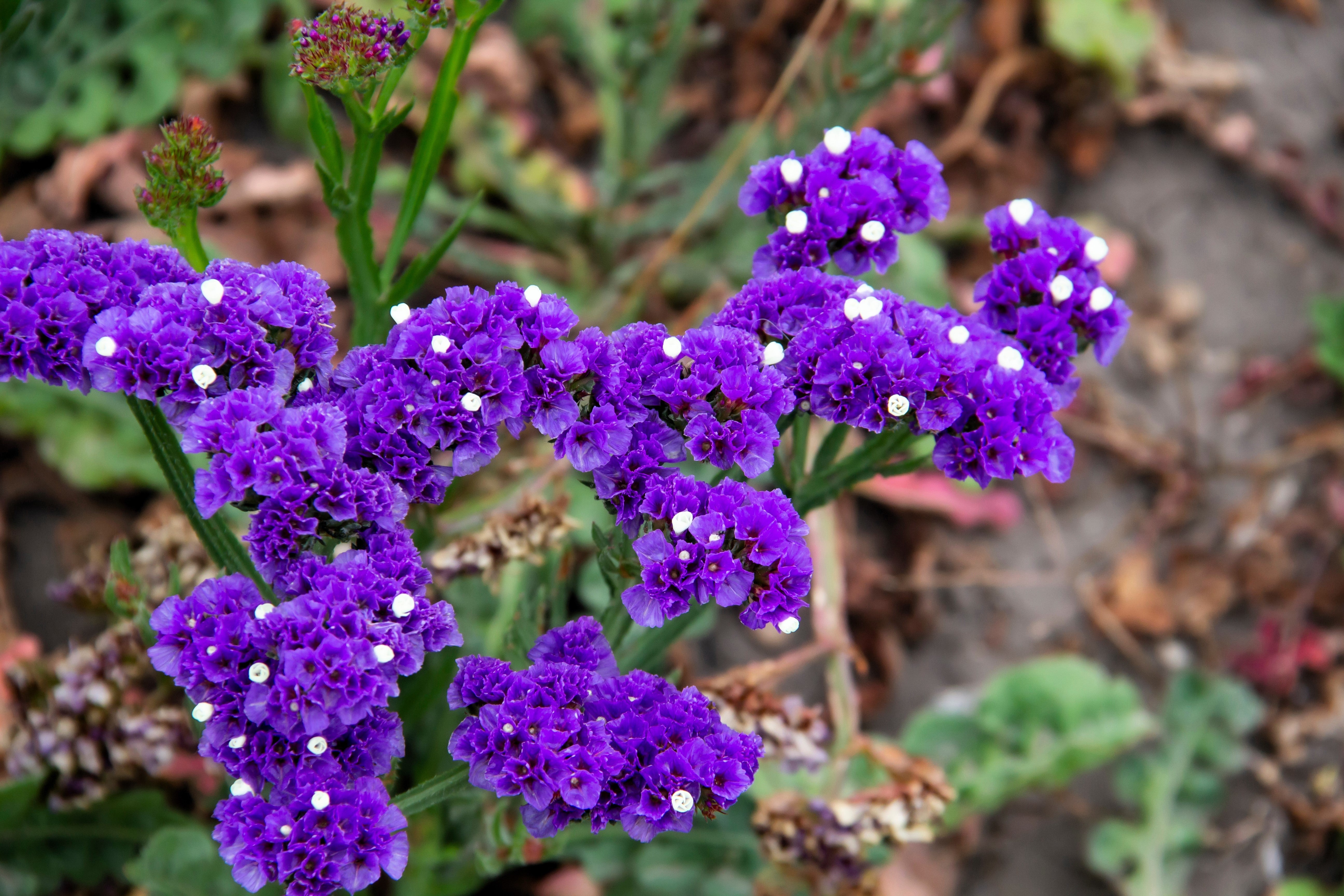 50 Purple STATICE / SEA LAVENDER Limonium Sinuatum Flower Seeds