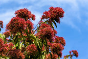 20 SEVEN SON Shrub Tree Heptacodium Miconioides White Red Flower Seeds
