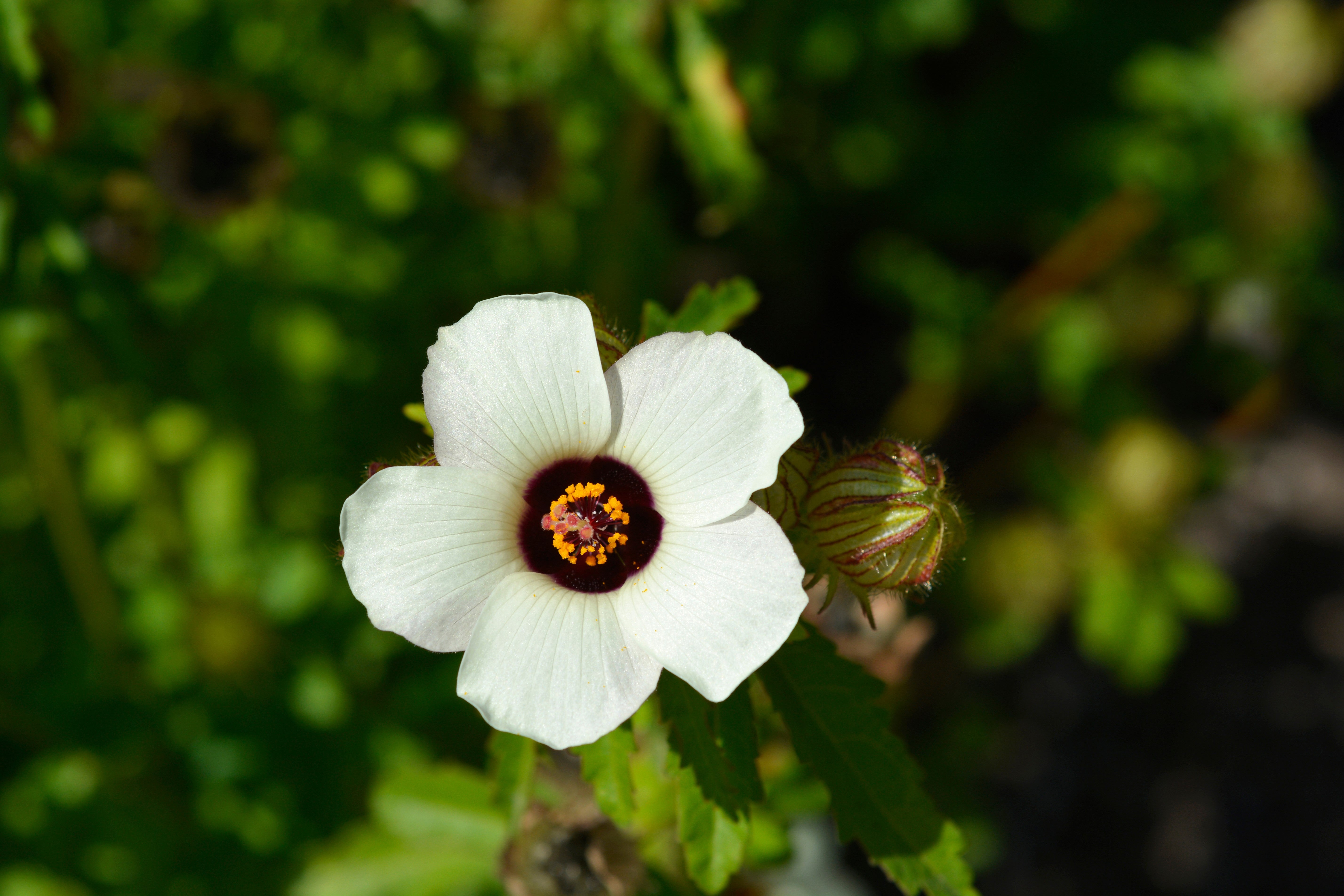 10 SIMPLY LOVE HIBISCUS (Flower of the Hour / Baldder Hibiscus) Hibiscus Trionum Flower Seeds