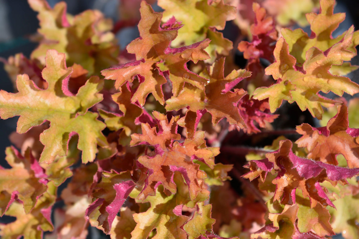 1200 Mixed Colors CORAL BELLS HEUCHERA Shade Flower Seeds