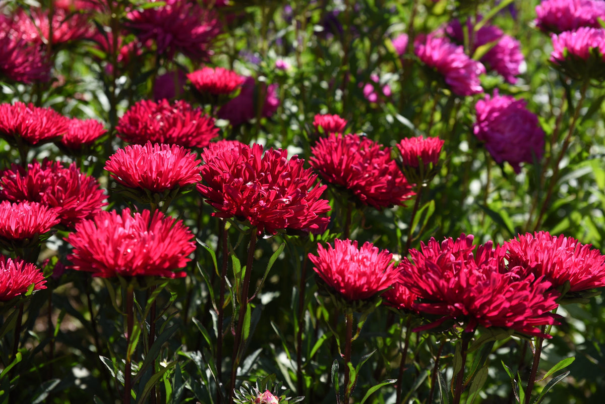 250 Double RED CHINA ASTER Callistephus Chinensis Flower Seeds