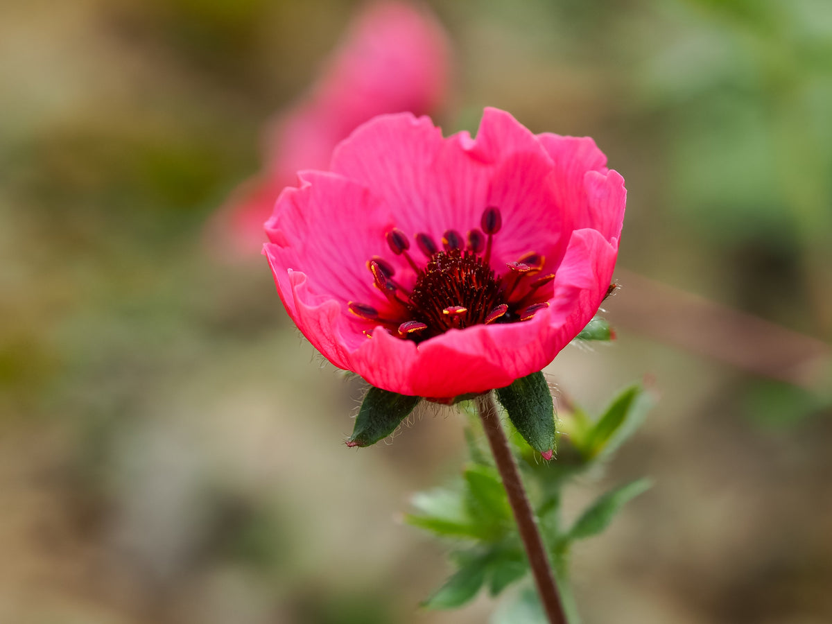 50 NEPAL CINQUEFOIL / POTENTILLA Nepalensis Pink Red Flower Seeds