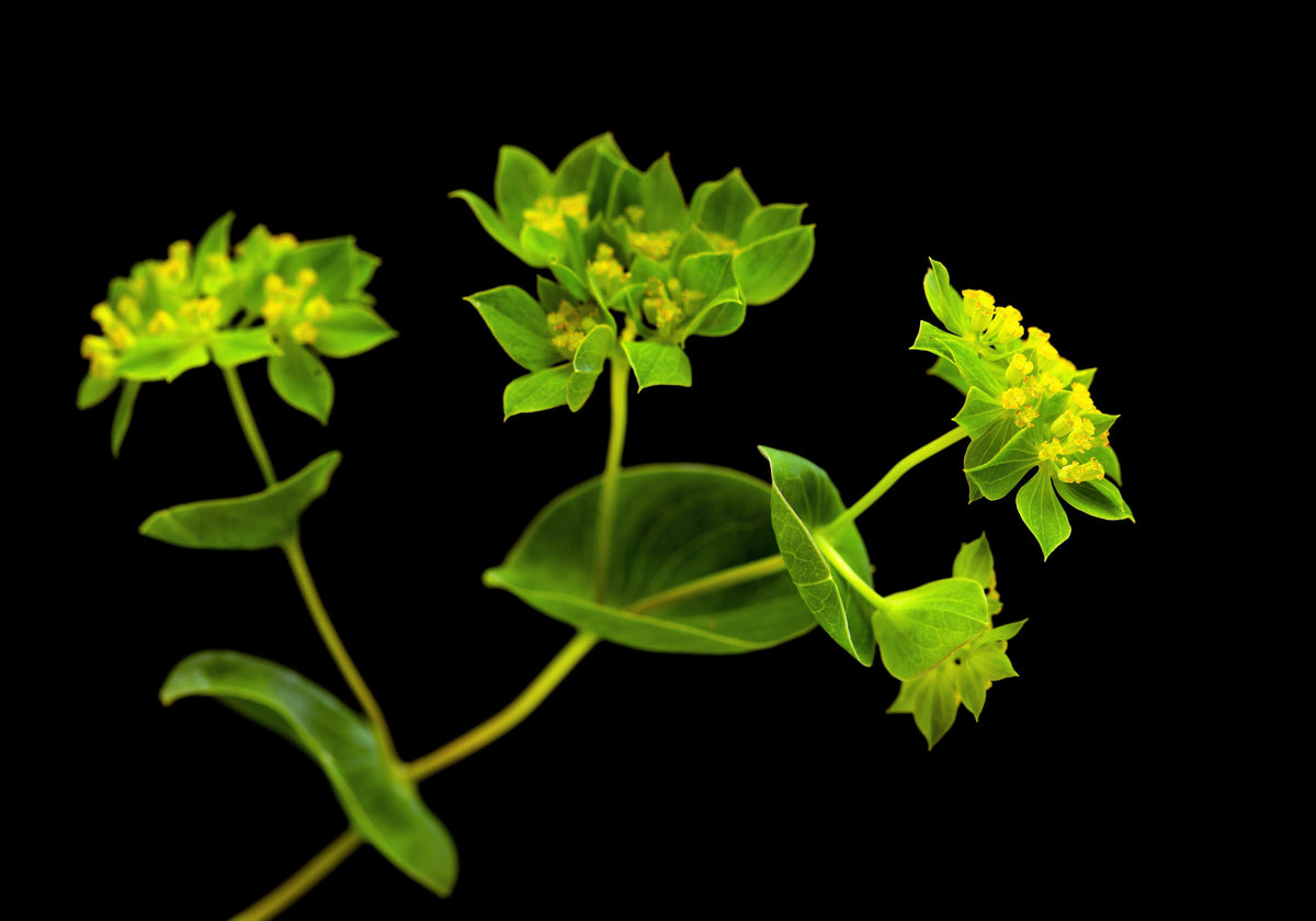 100 GREEN GOLD BUPLEURUM Griffithii Rotundifolium Hares Ear Thoroughwax Flower Seeds