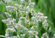 3000 QUICKDRAW ORCHARDGRASS Cat Grass Petgrass Cocksfoot Cool-Season Sun or Shade Dactylis GlomerataPerennial Bunchgrass Quick Draw Grass Seeds