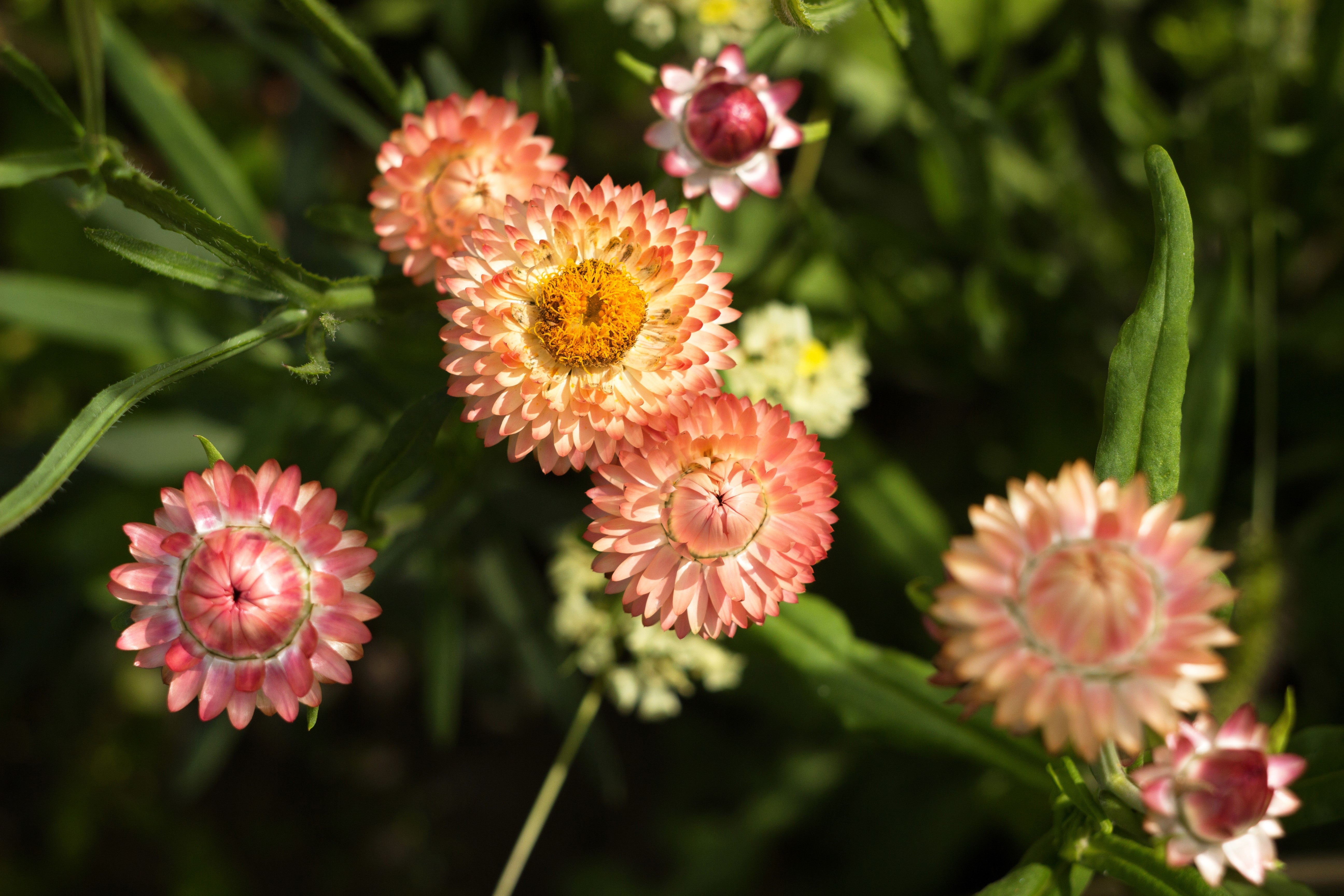 100 APRICOT & PEACH STRAWFLOWER Organic Mix Coral Paper Daisy Helichrysum Bracteatum Flower Seeds