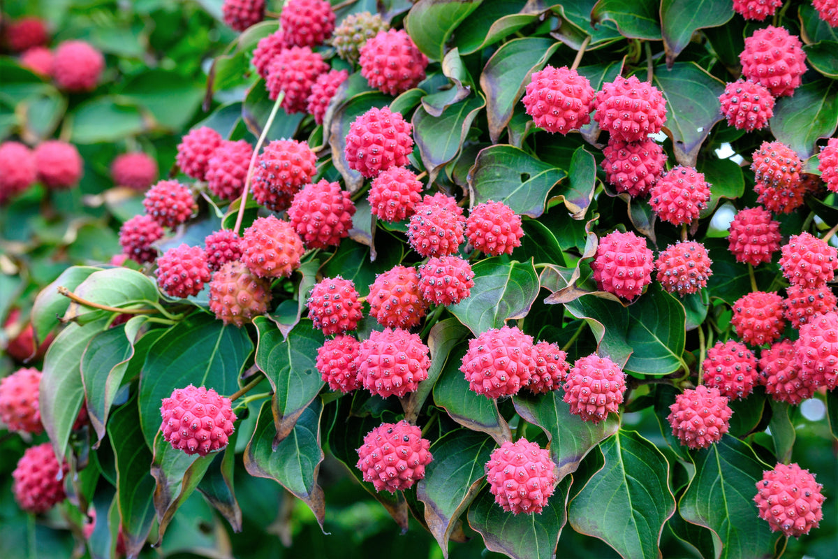 5 PINK DOGWOOD Tree Cornus Capitata Angustata Kousa Ornamental Flowering Tree Seeds