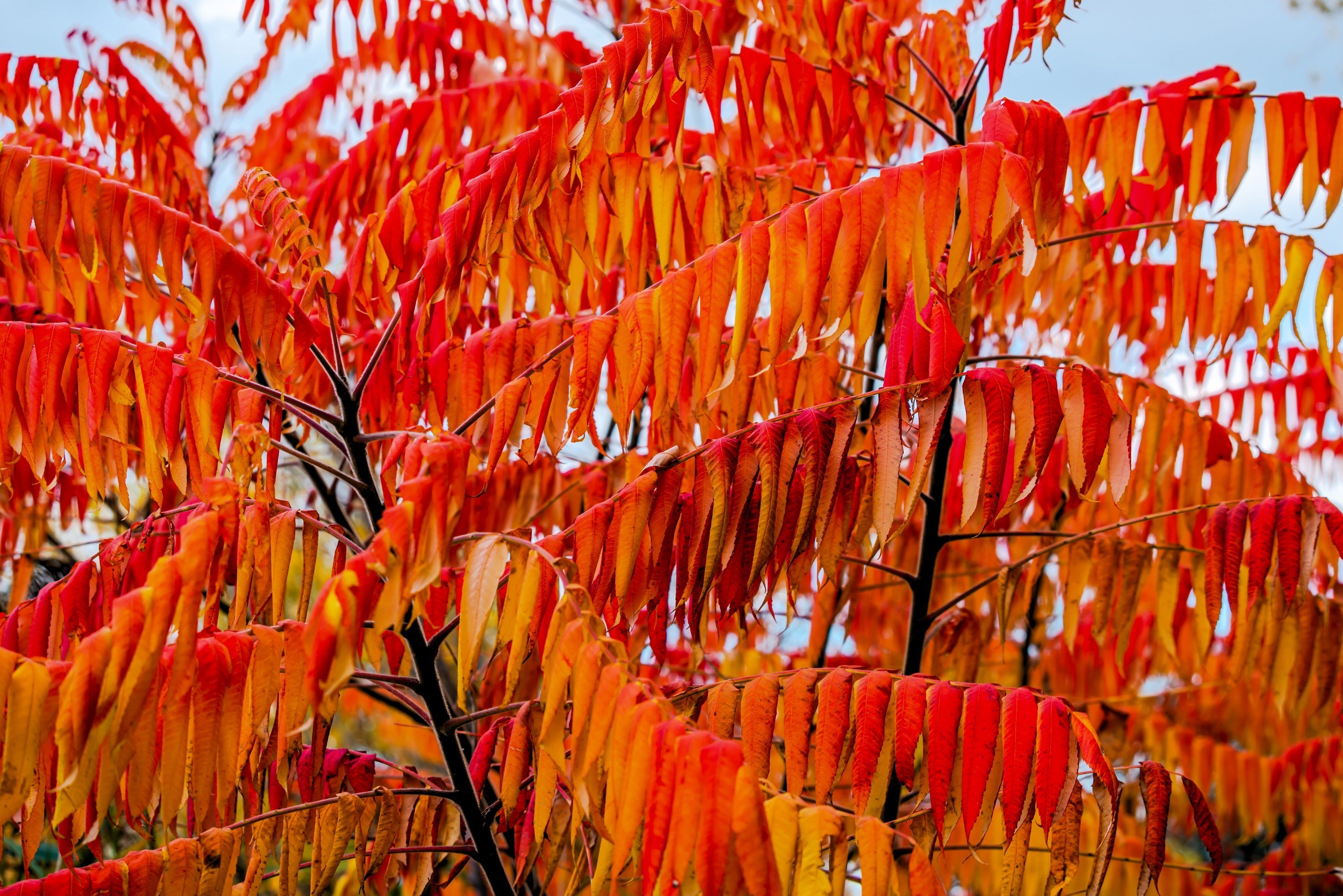 30 FLAMELEAF SUMAC TREE Shining Dwarf Winged Rhus Schmaltzia Copallina Seeds