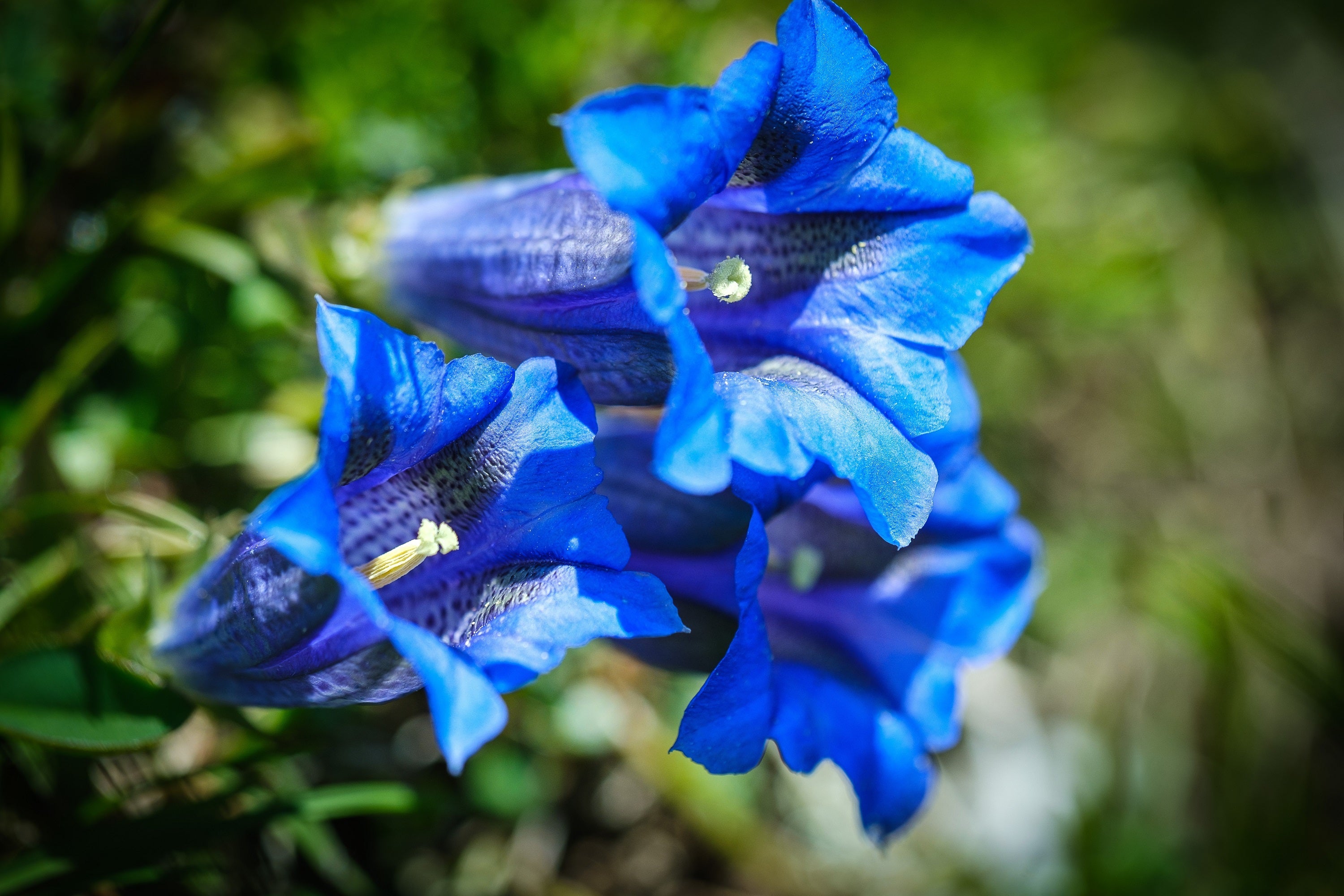 15 Blue STEMLESS GENTIAN Gentiana Acaulis Kochiana Flower Seeds