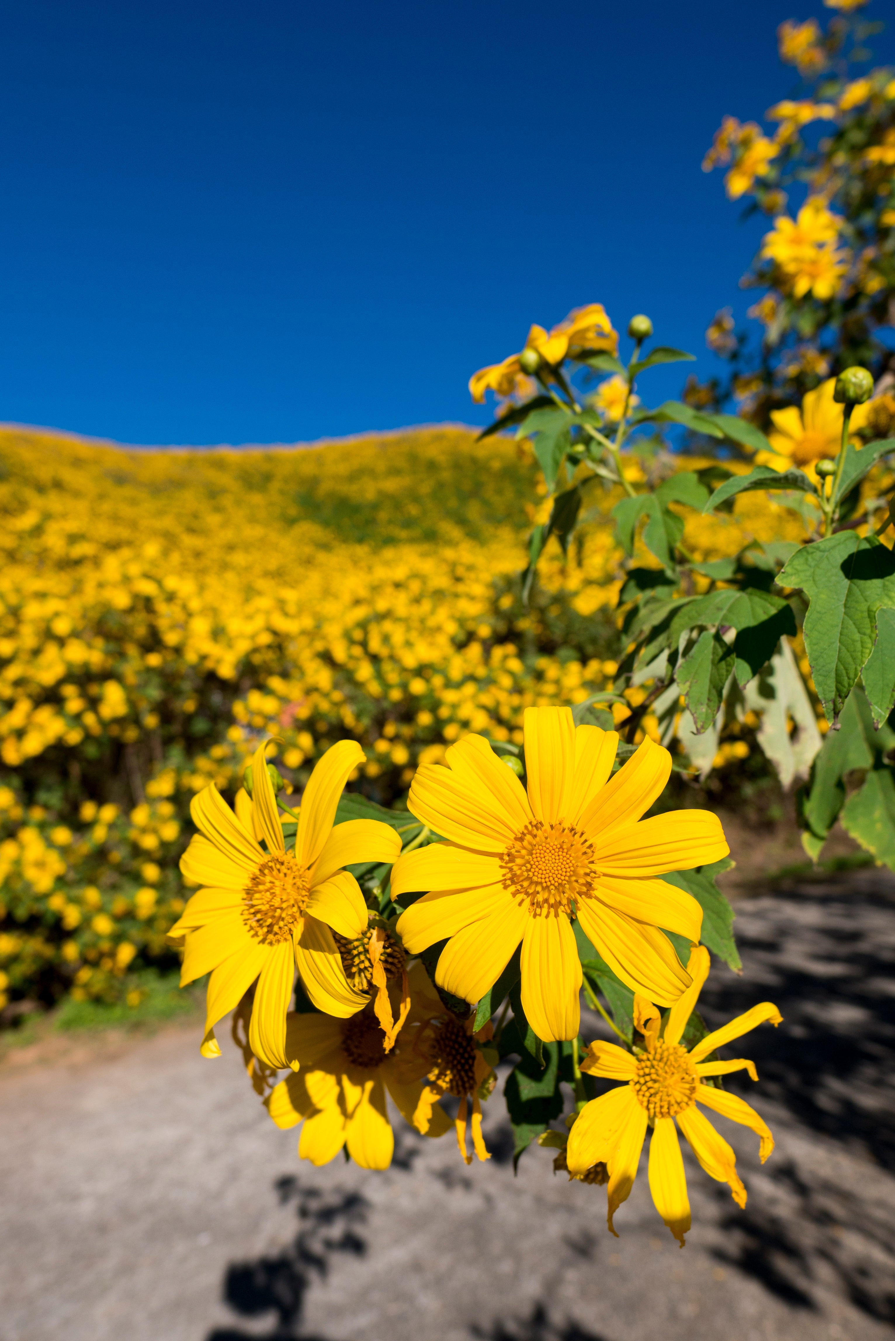 25 YELLOW Torch MEXICAN SUNFLOWER Tithonia Speciosa Flower Seeds