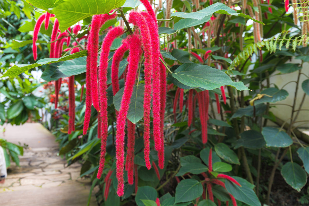 500 LOVE LIES BLEEDING Amaranthus Caudatus (Kiss Me Over The Garden Gate) Flower Seeds