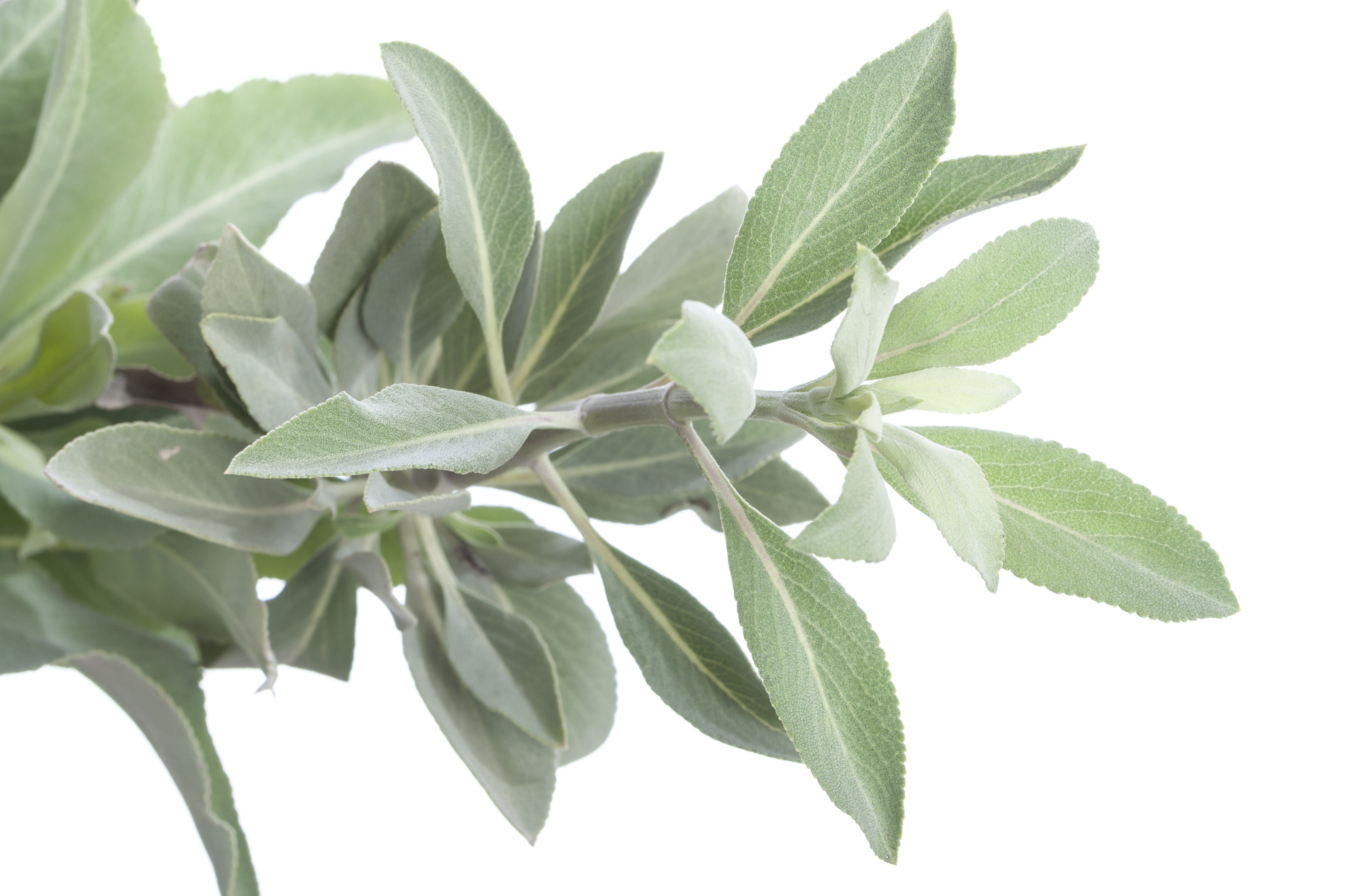 75 Sacred California WHITE SAGE Salvia Apiana Shrub Silver Folliage Native Smudge Seeds