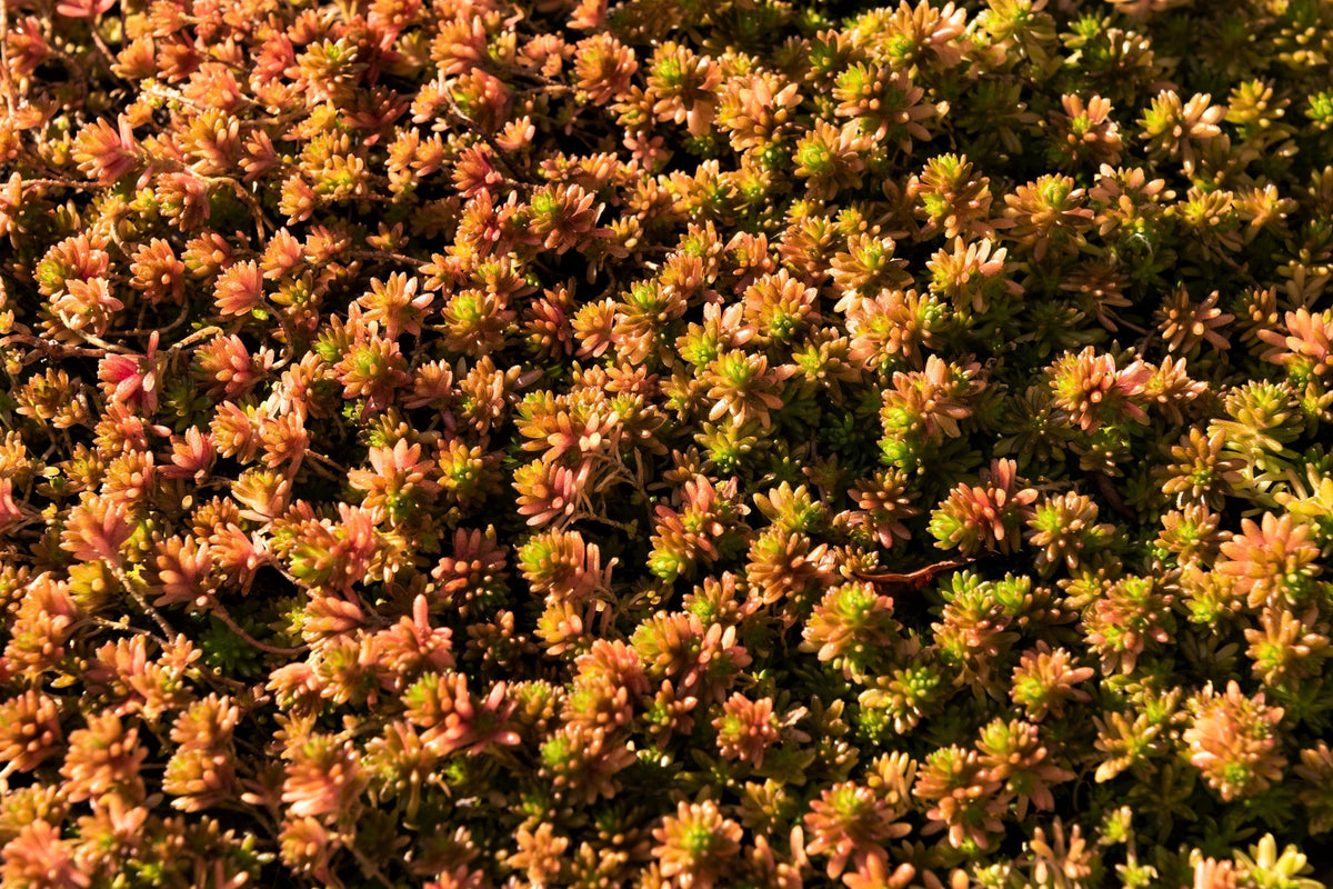 150 MIXED SEDUM Stonecrop Succulent Groundcover Red White Yellow Pink Purple Flower Seeds
