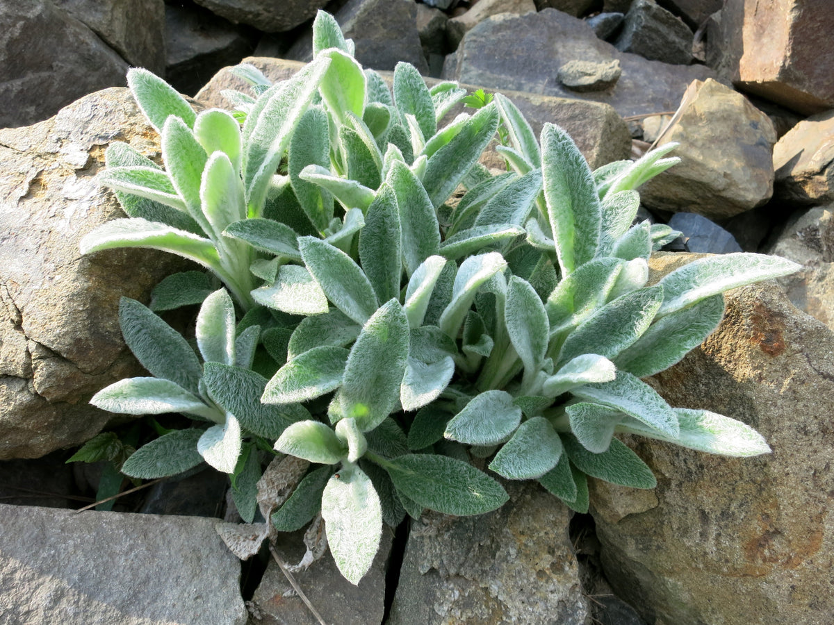 100 Wolly LAMBS EAR Stachys Byzantina Silvery Fuzzy Leaves Purple Flower Seeds