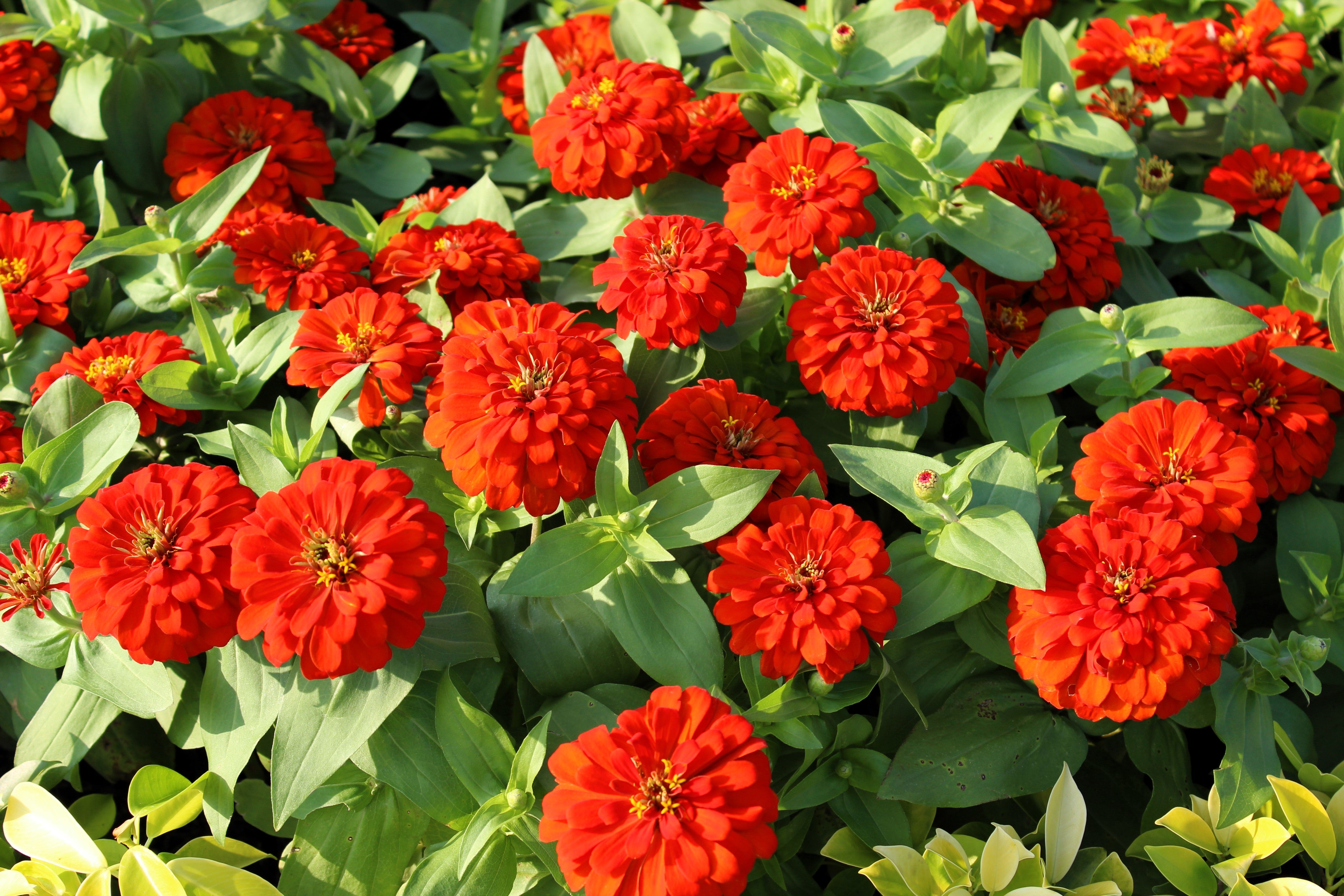 250 Red CHERRY QUEEN ZINNIA Elegans Flower Seeds