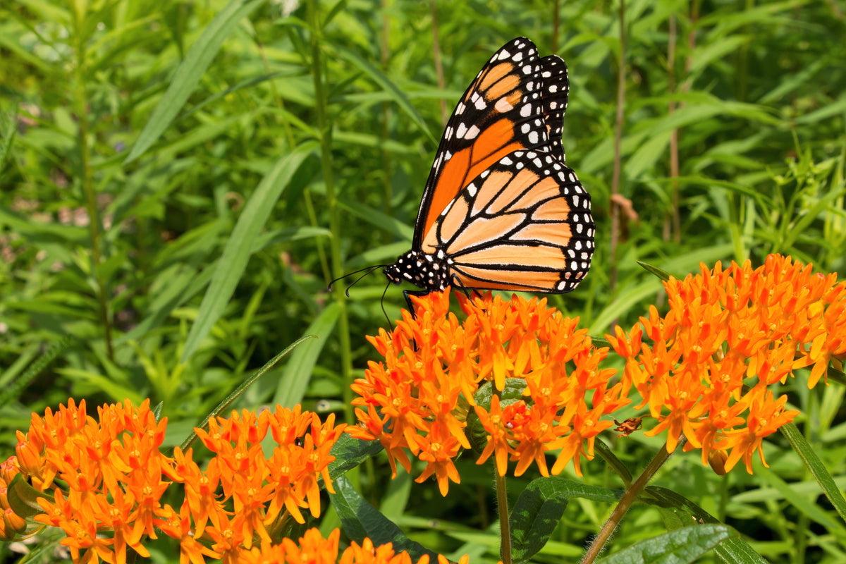 10 GAY BUTTERFLIES MILKWEED Red Yellow Orange Mix Asclepias Tuberosa Butterfly Weed Flower Seeds