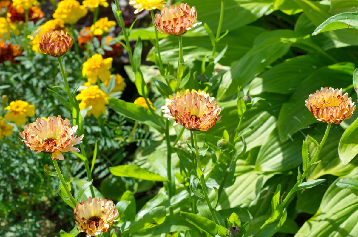 20 ZEOLIGHTS CALENDULA Officinalis MARIGOLD Flower Seeds Zeolight Coral Peach Apricot Pink