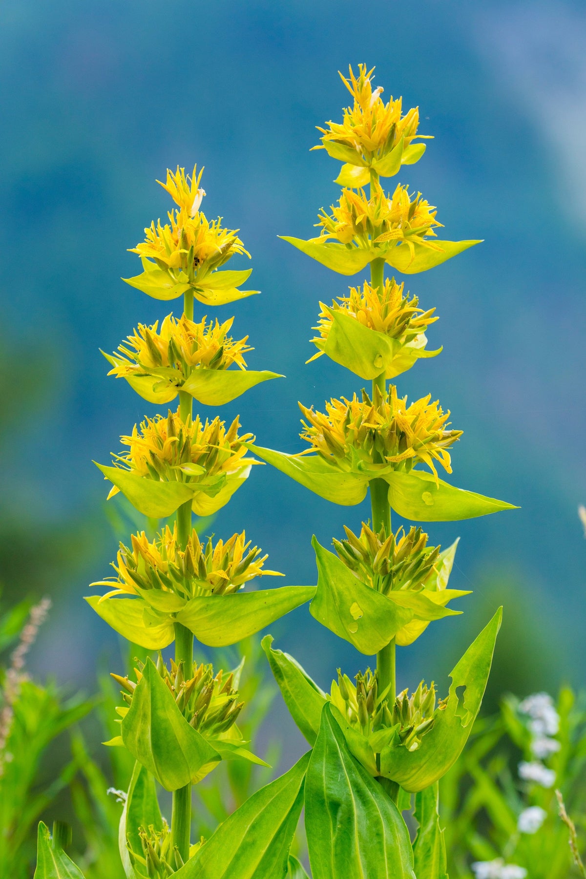 30 GREAT YELLOW GENTIAN Gentiana Lutea Herb Flower Seeds