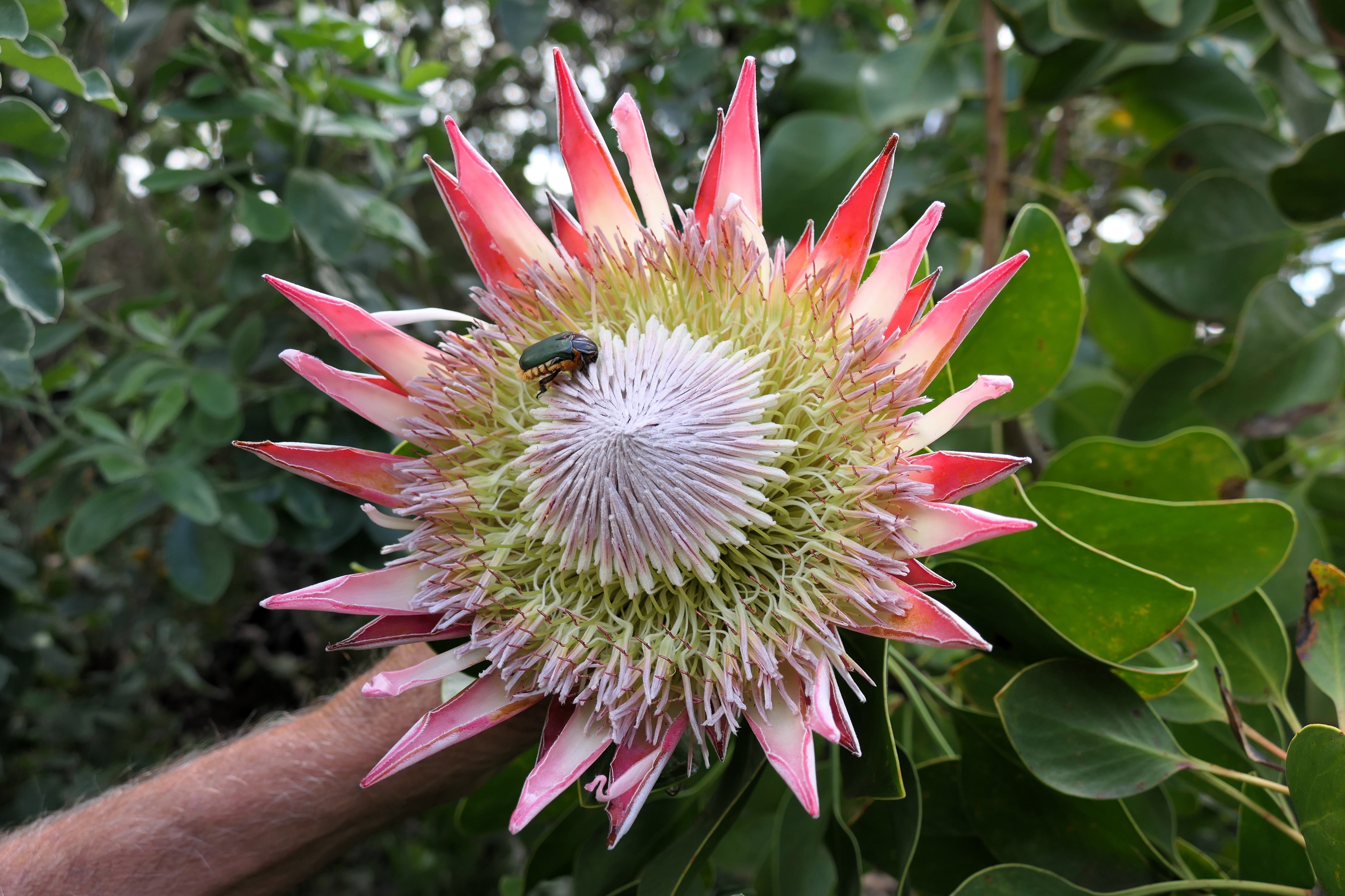 5 Giant KING PROTEA Cynaroides Sugarbush Rare 12" Flower Seeds