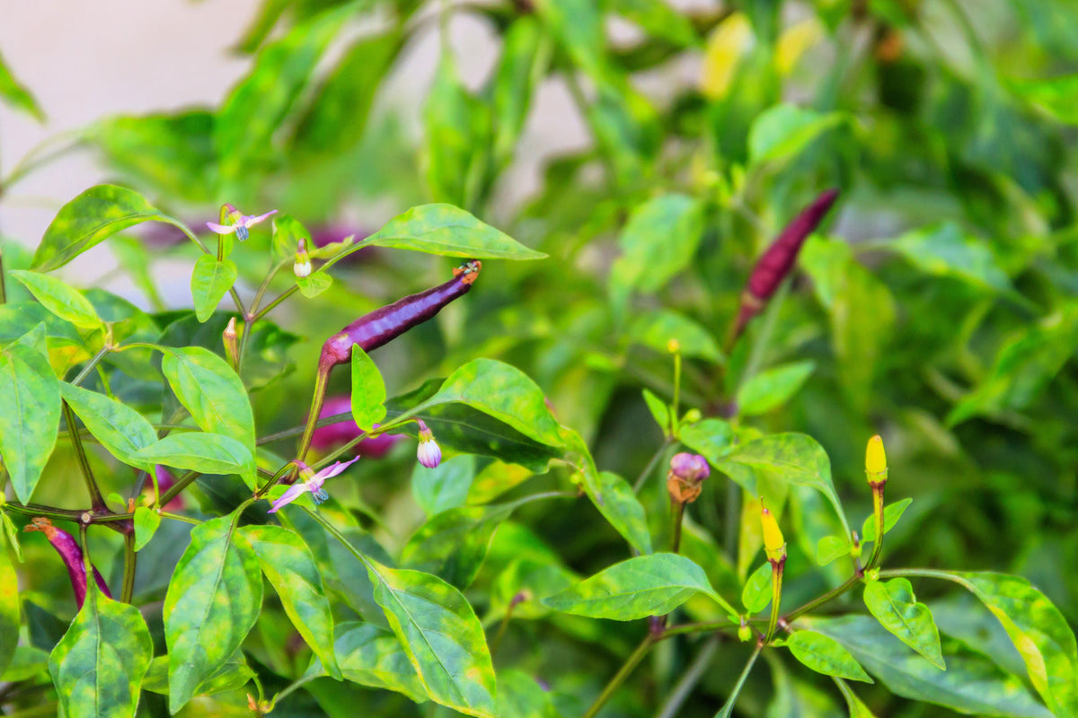 50 PURPLE CAYENNE PEPPER Hot Capsicum Annuum Vegetable Seeds
