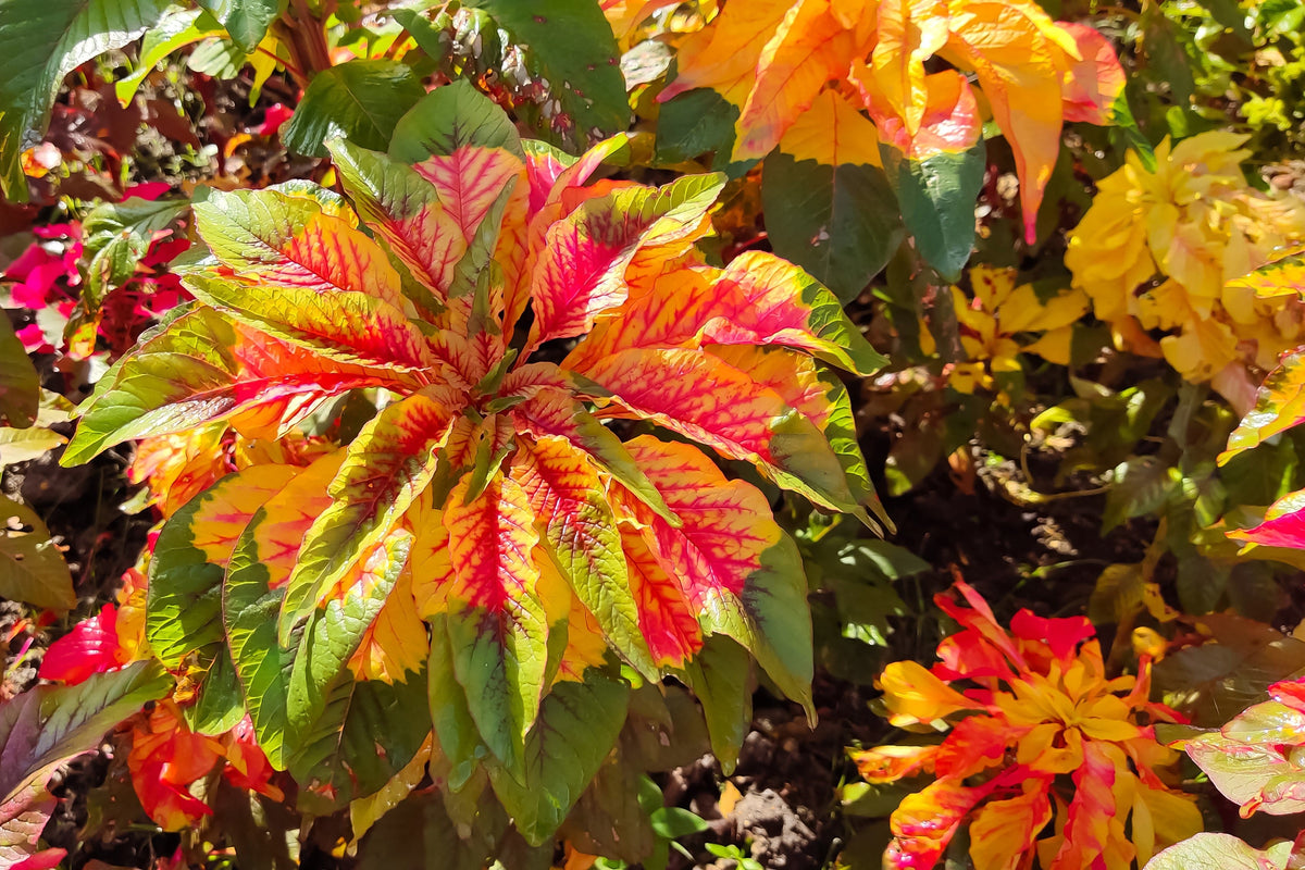 150 TRICOLOR AMARANTHUS PERFECTA Summer Poinsettia Amaranth Flower Seeds