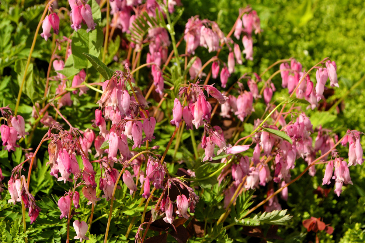 10 Pink FRINGED Fern Leaf BLEEDING HEART Dicentra Eximia Fernleaf Sun or Shade Flower Seeds