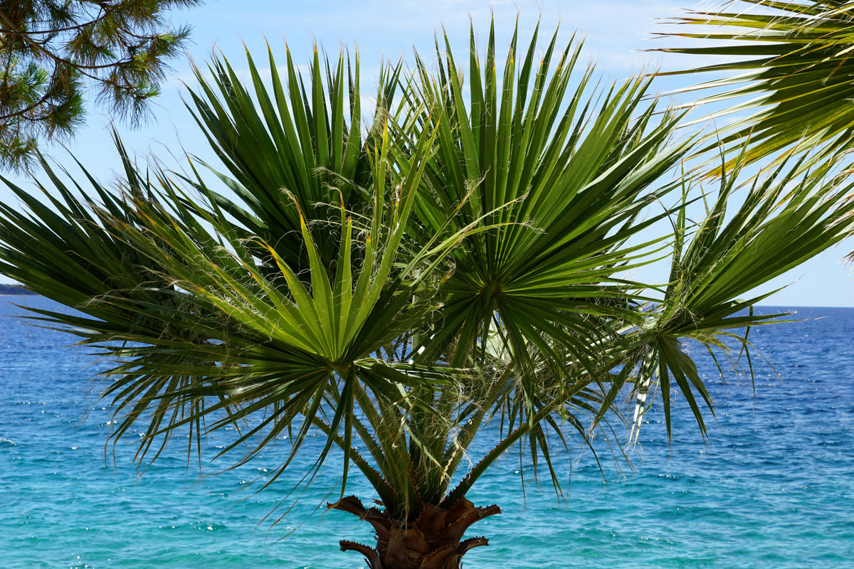30 CALIFORNIA FAN PALM Tree Petticoat Arizona Desert Washingtonia Filifera Seeds