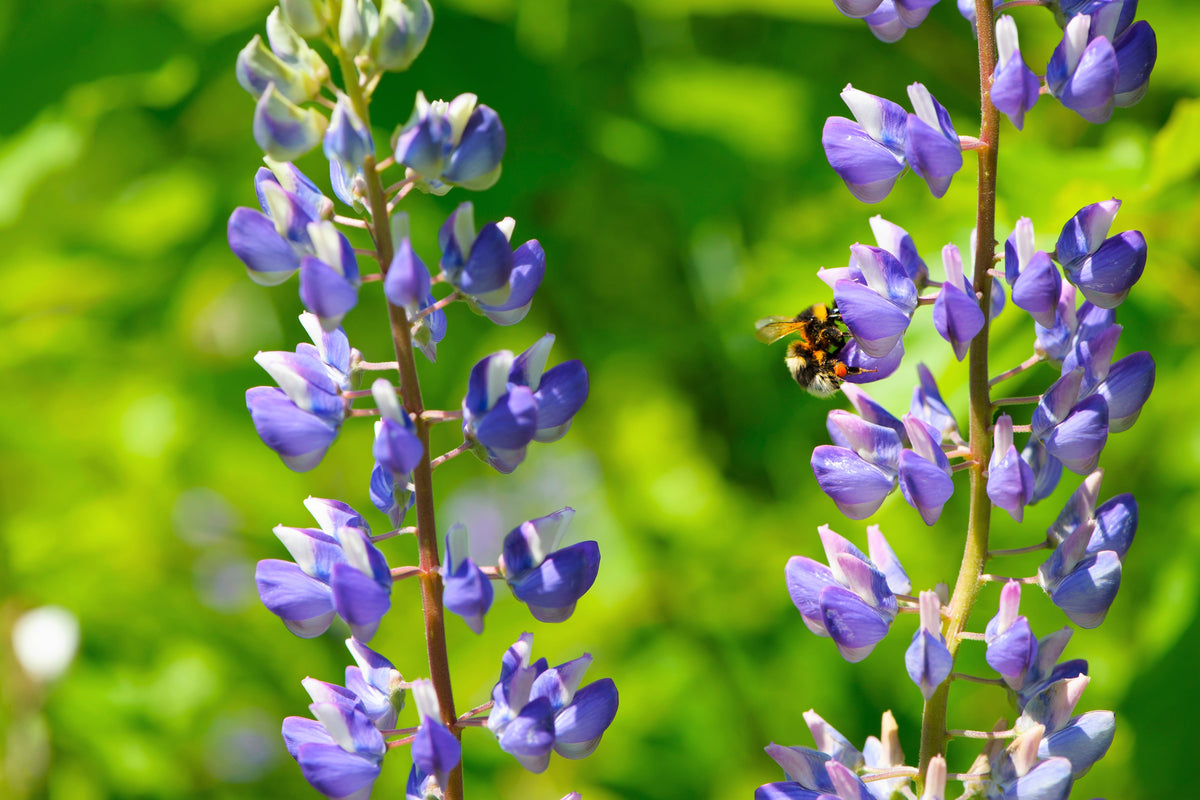 100 PERENNIAL LUPINE Blue Violet Lupinus Perennis Wild Lupine Sundial Purple Native Hummingbird Flower Seeds