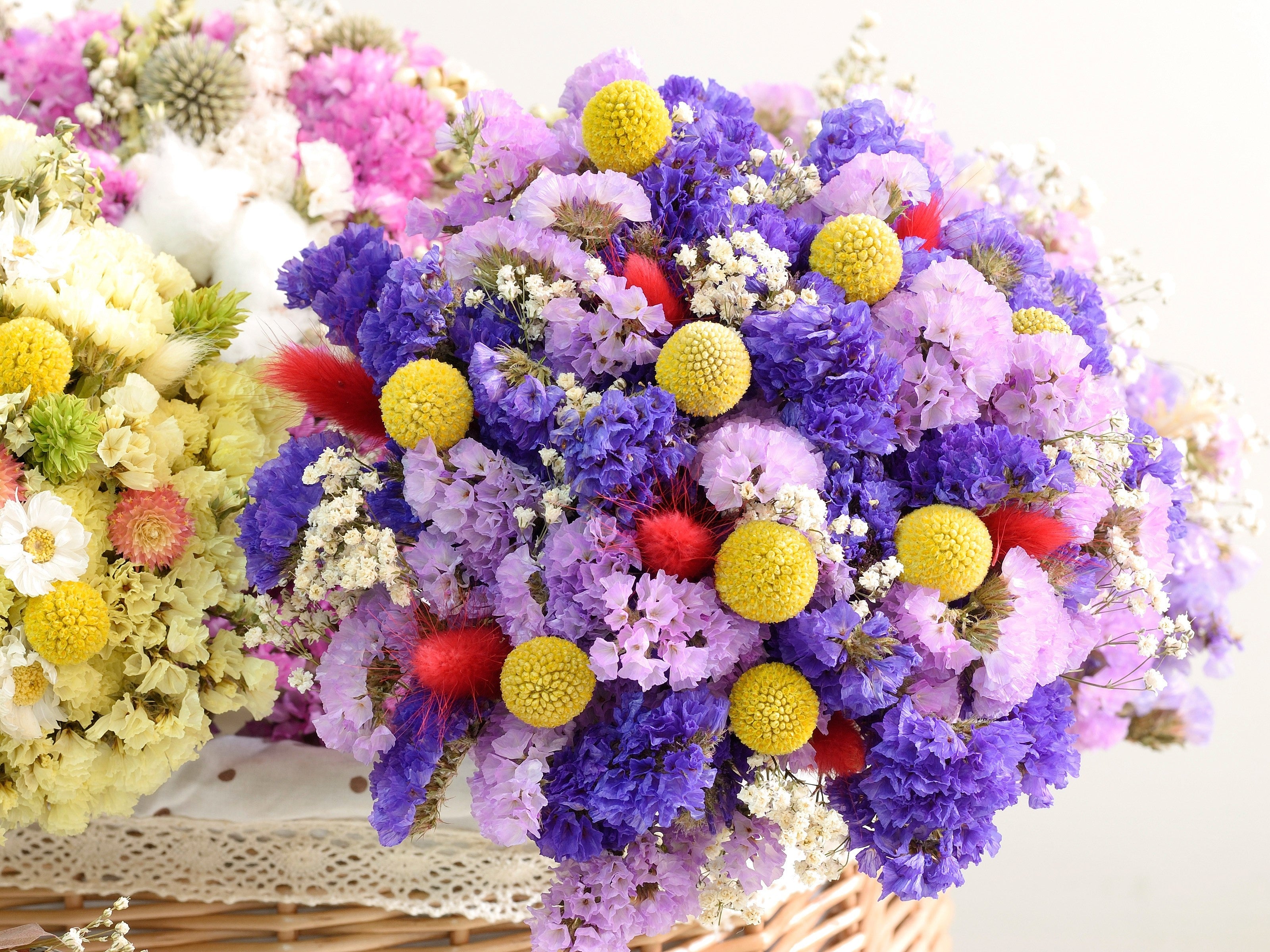 50 Pacific Mix STATICE (Sea Lavender) Mixed Colors  Limonium Sinuatum Flower Seeds