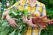 25 GLASKINS PERPETUAL RHUBARB (Pieplant) Rheum Rhabarbarum Fruit Vegetable Seeds