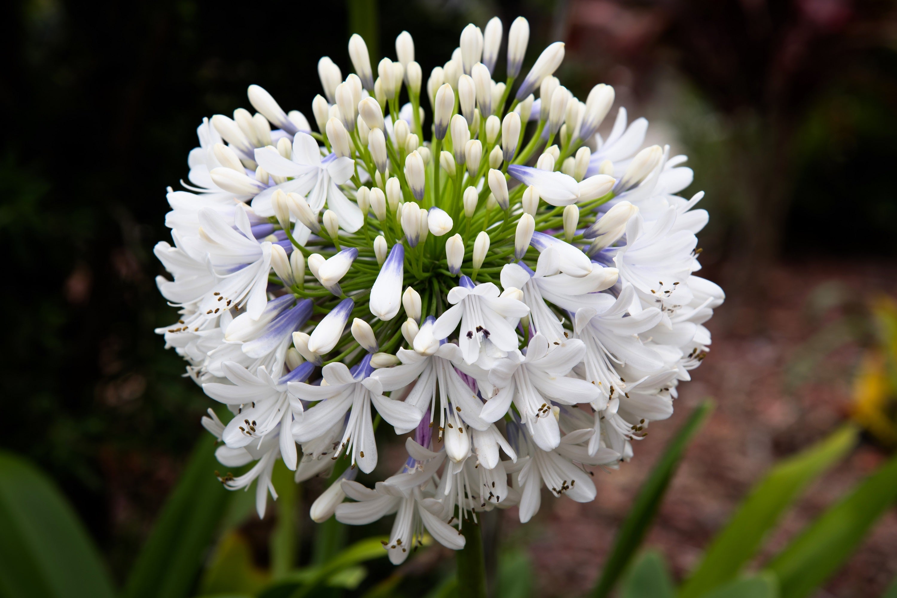 25 WHITE LILY of the NILE Agapanthus Orientalis African Lily Flower Seeds